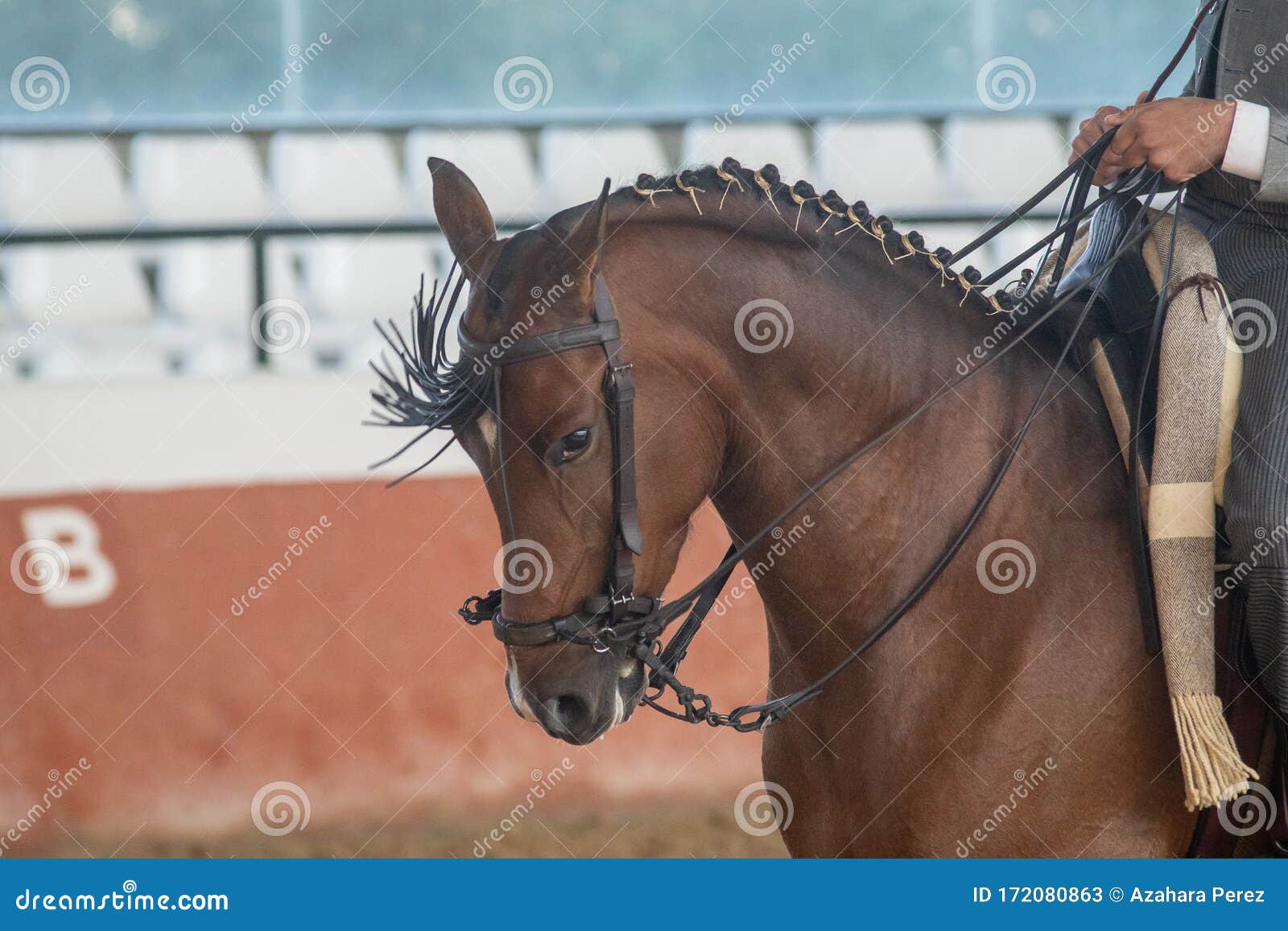 portrait of the head of a hispano arabian horse in doma vaquera