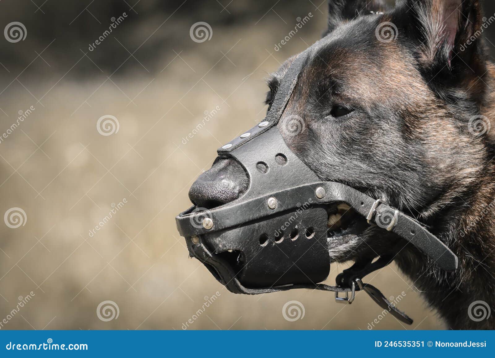 portrait head profile of belgian shepherd malinois with a police type muzzle for protection and safety