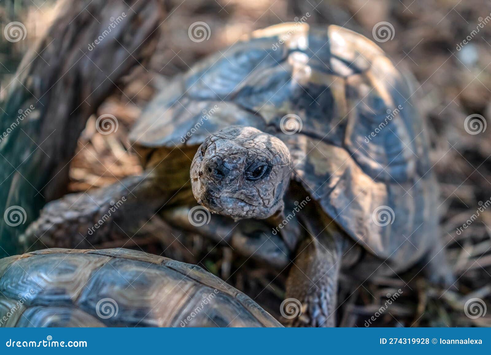 portrait of a hermann tortoise on a blurred background, close-up