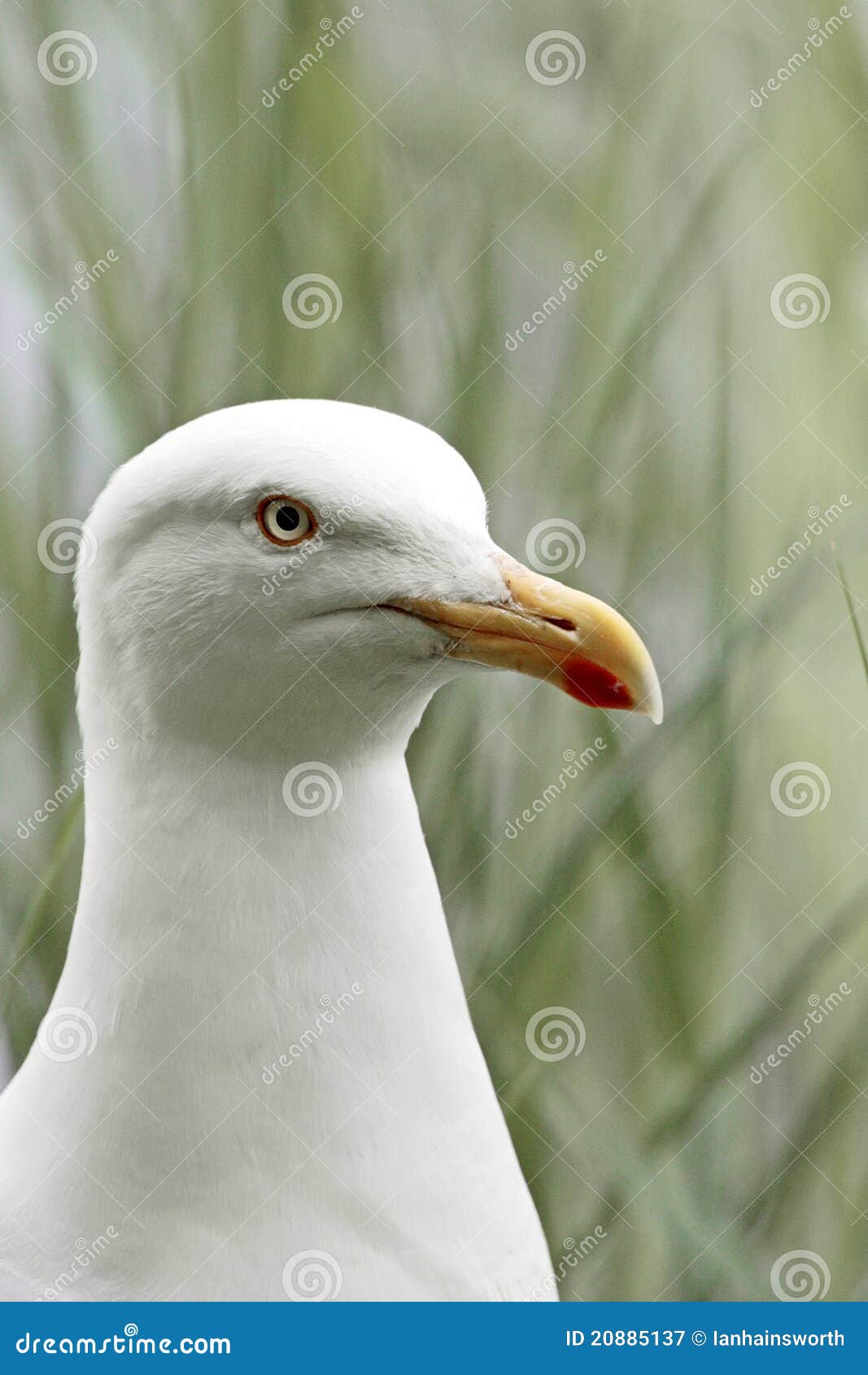 A Portrait of a Herring Gull (Larus Argentatus) Stock Image Image of