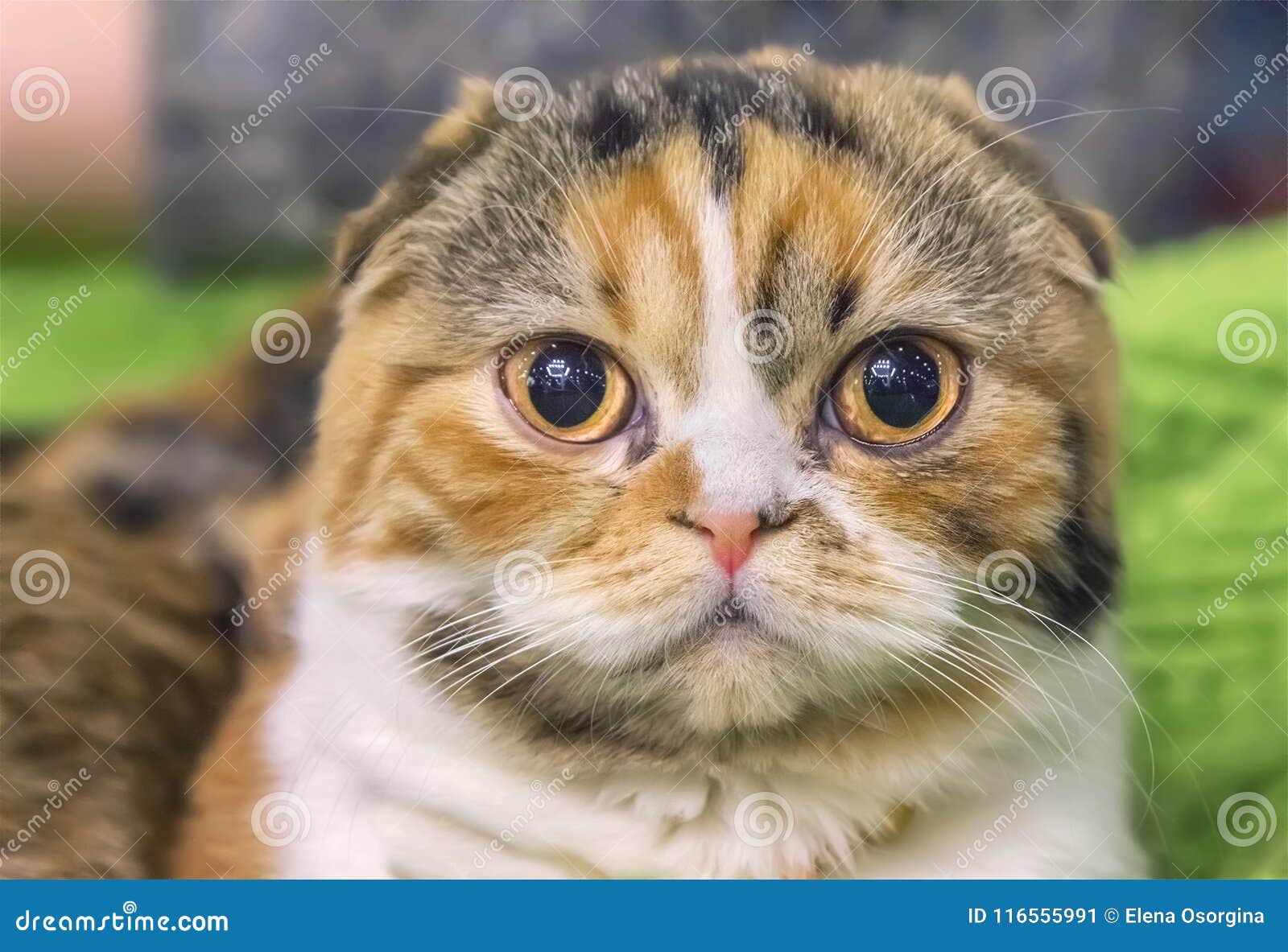 Charming Kitten Of The Breed Highland Fold. Stock Image ...