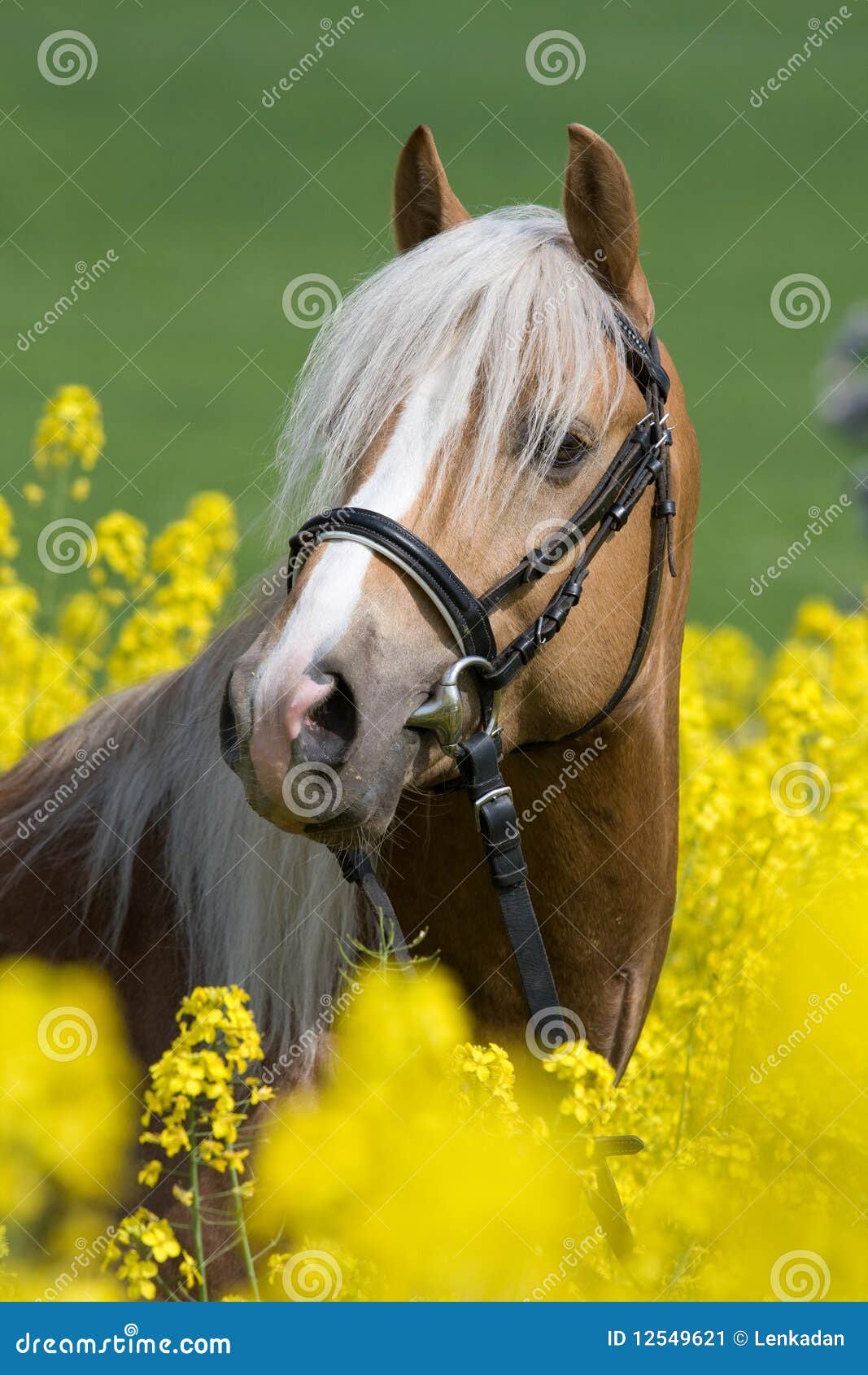 portrait of horse in the colza field