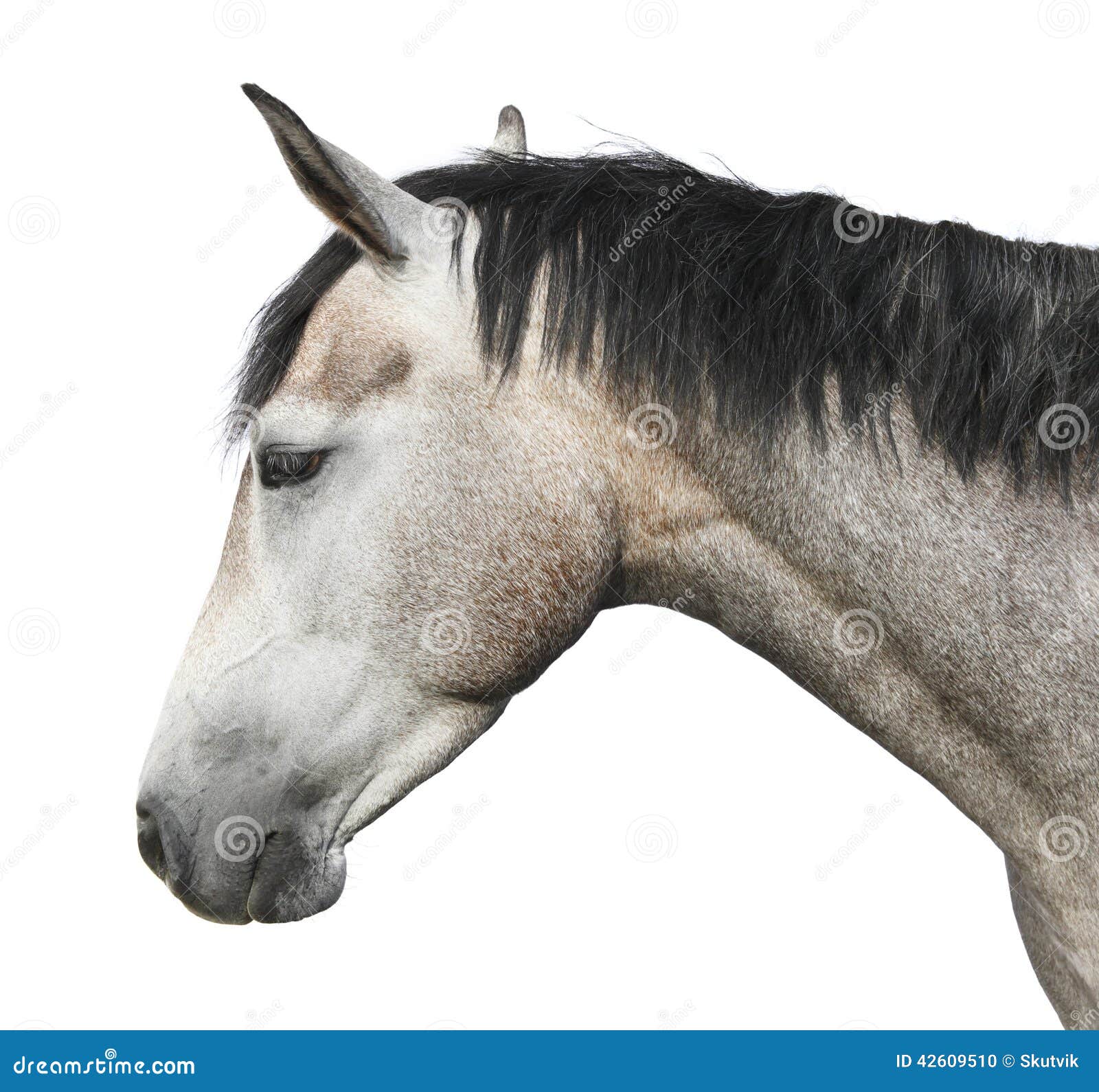 Portrait of a horse stock photo. Image of equine, animal 42609510