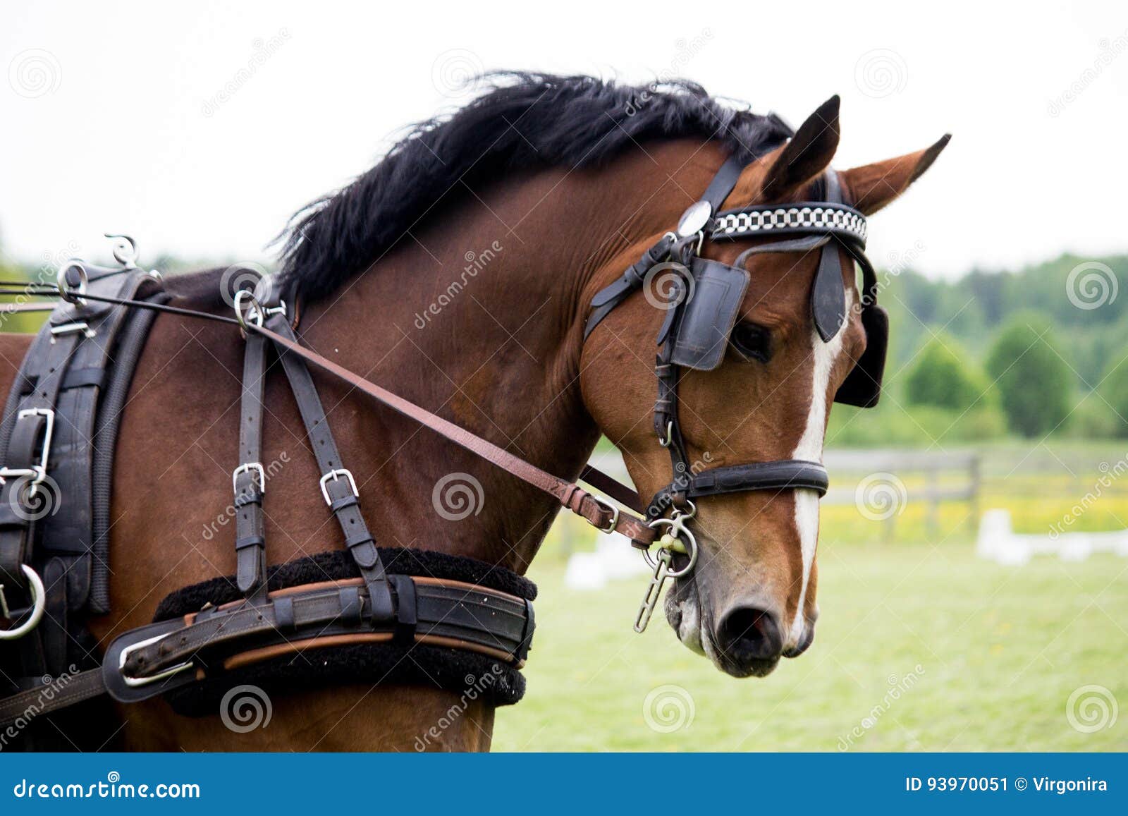 Portrait of Horse Pulling Carriage in Summer Stock Image Image of