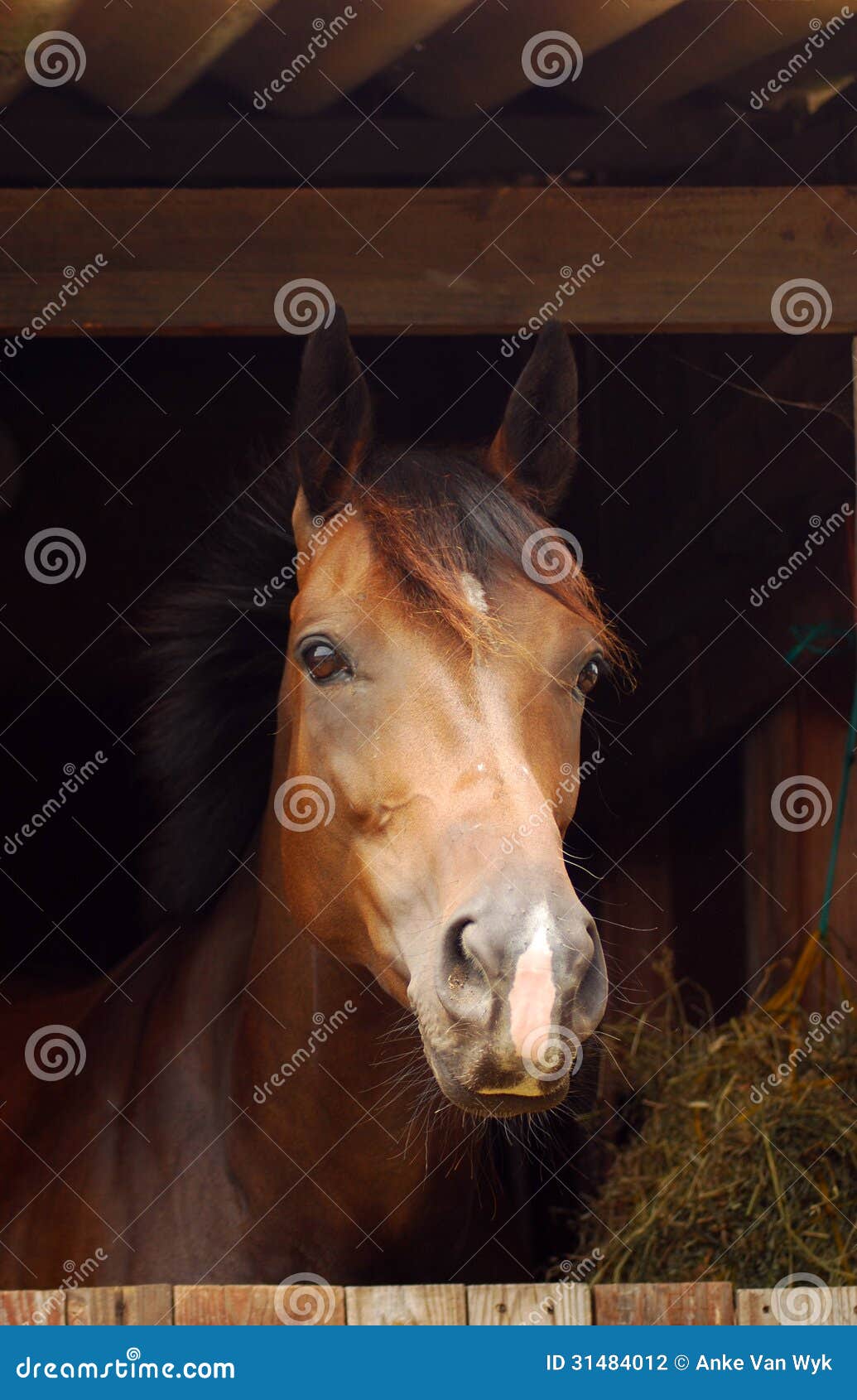 16,191 Horses Face Stock Photos - Free & Royalty-Free Stock Photos from  Dreamstime