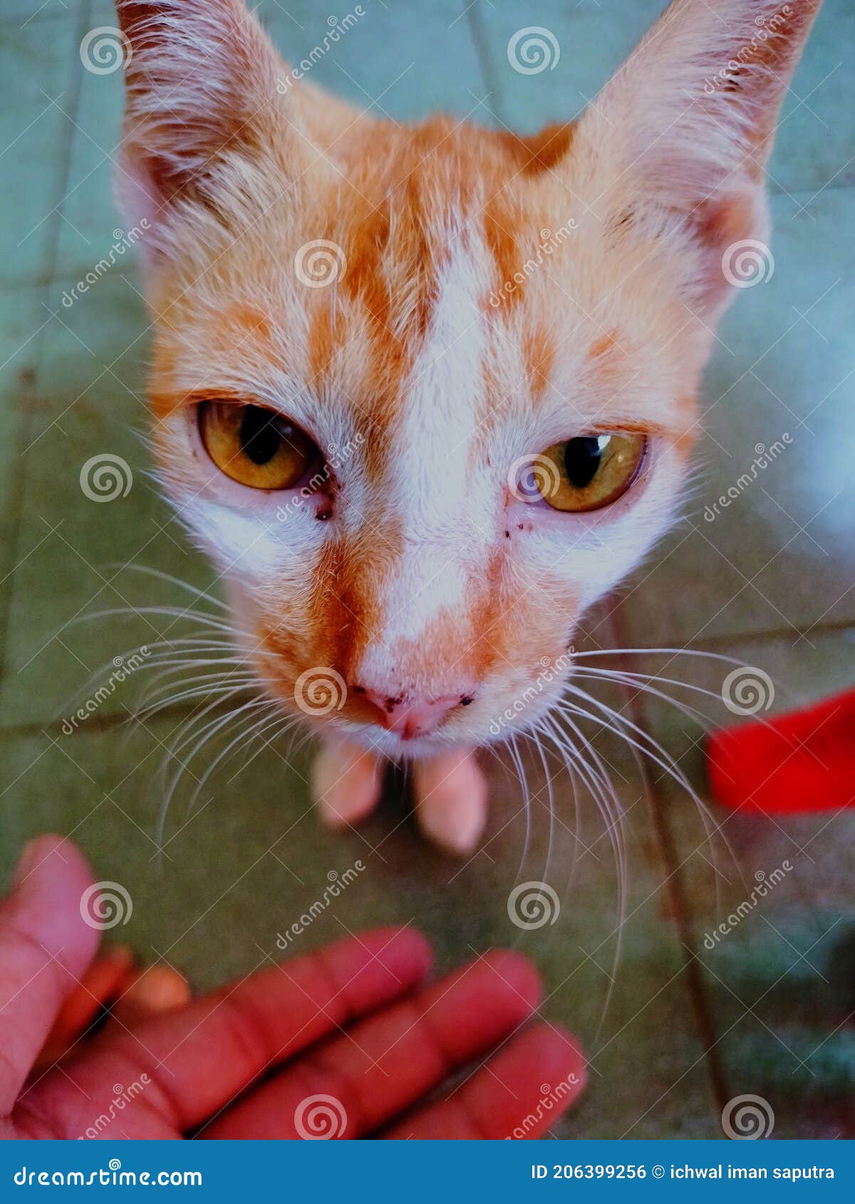 Portrait of a House Cat in the Afternoon Stock Photo Image of