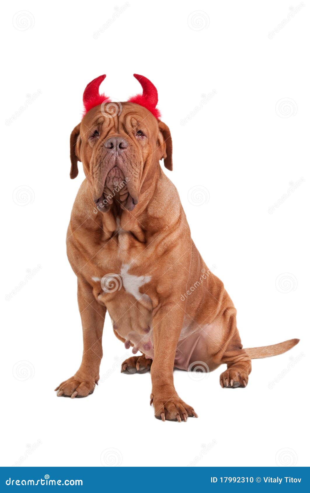 Portrait of Huge French Mastiff with Red Hornes Stock Photo - Image of boxer, 17992310