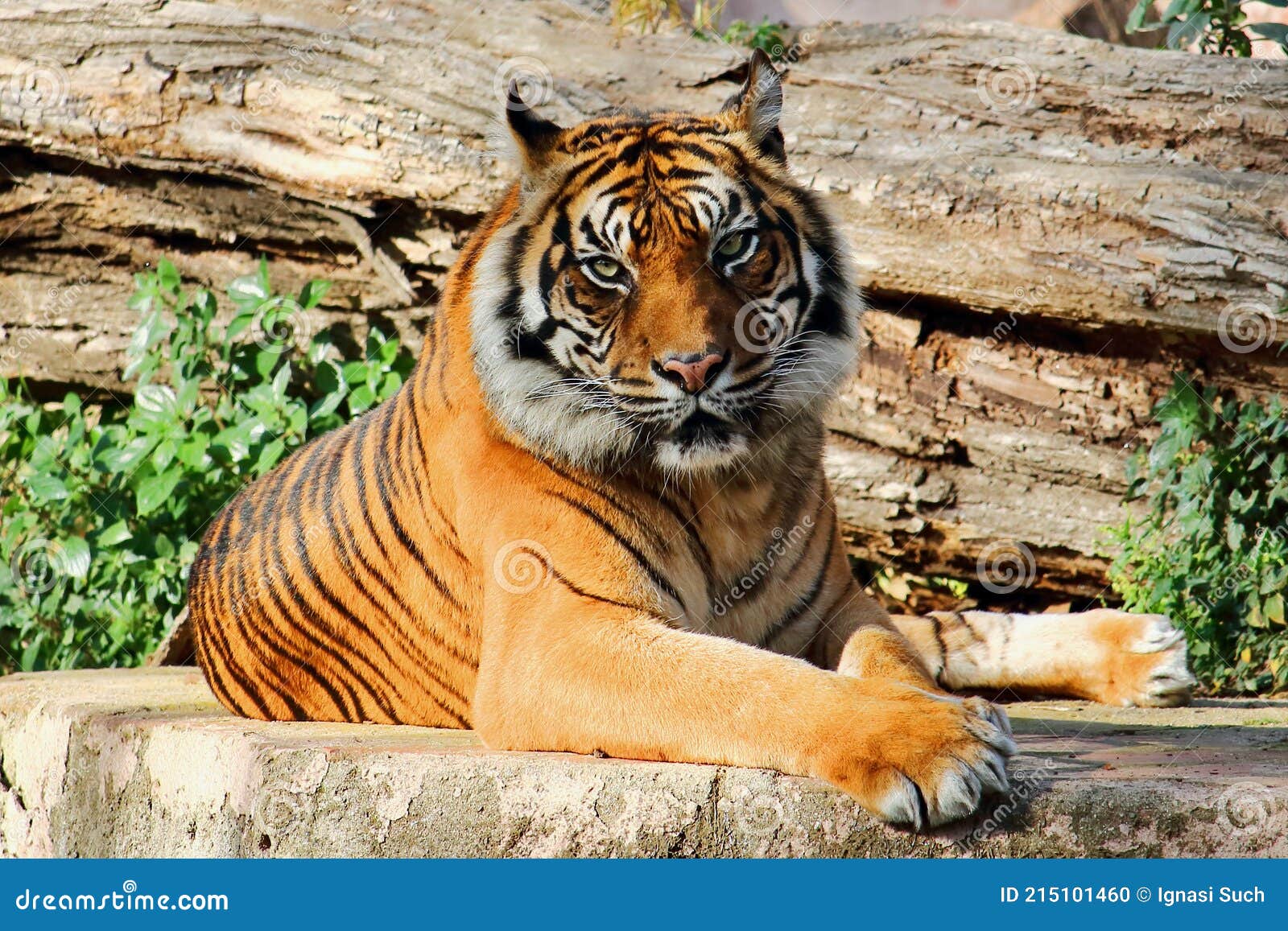 Portrait of a Huge Male Bengal Tiger. this Amazing Endangered Predator Can only Be Found in India, Bangladesh, Bhutan and Nepal. Stock Photo - Image of colorful, black: 215101460 Portrait of a Huge Male Bengal Tiger. this Amazing Endangered Predator Can only Be Found in India, Bangladesh, Bhutan and Nepal. Stock Photo - Image of colorful, black: 215101460