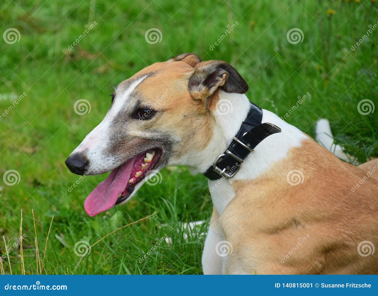 Portrait of an Irish Greyhound Stock Image Image of greyhound, head
