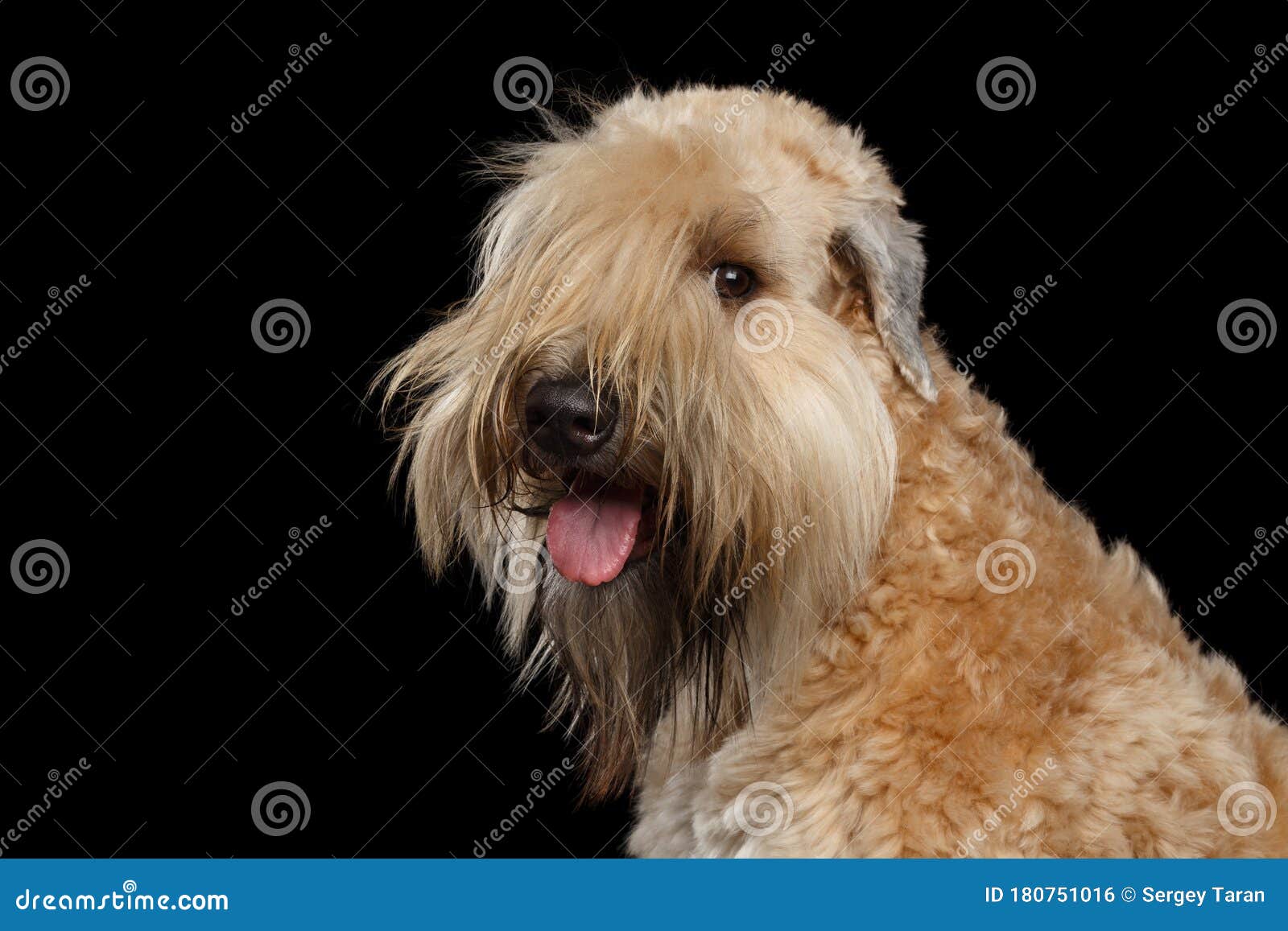wheaten terrier