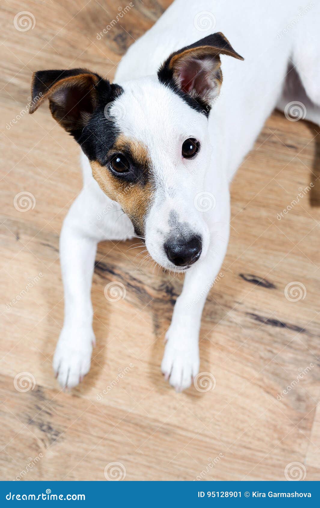 Portrait of Jack Russell Muzzle, Focus on the Eyes. Stock Image Image of naturallight