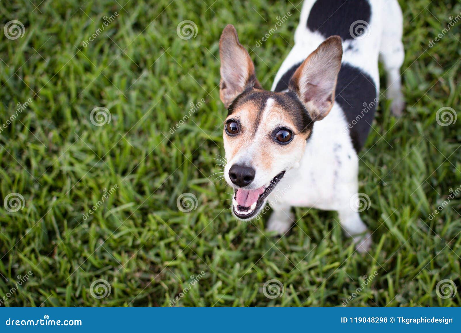 Portrait Of Jack Russell Terrier Dog Stock Photo Image Of Happy