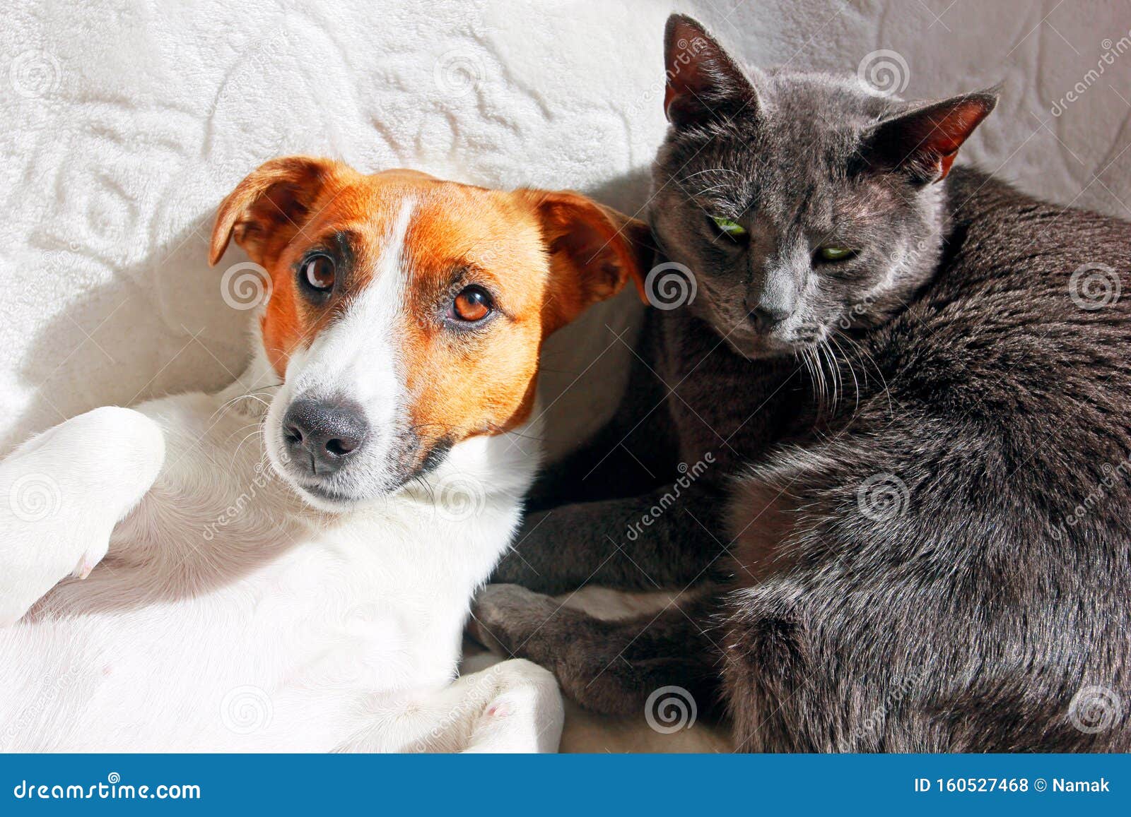 do jack russell terriers get along with cats