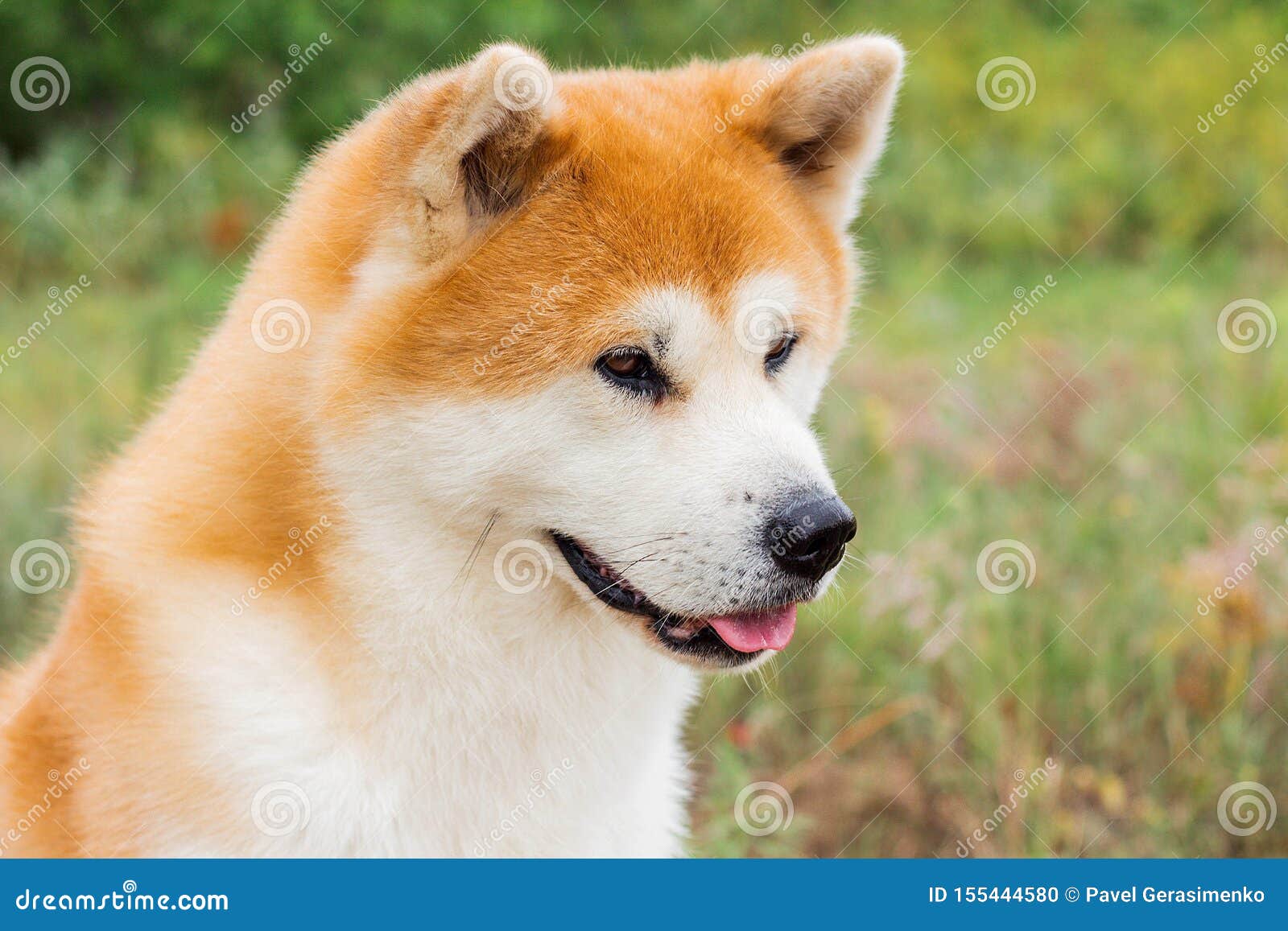 Portrait Of Japanese Thoroughbred Dog Akita Inu Stock Photo Image Of Shibainu Sitting