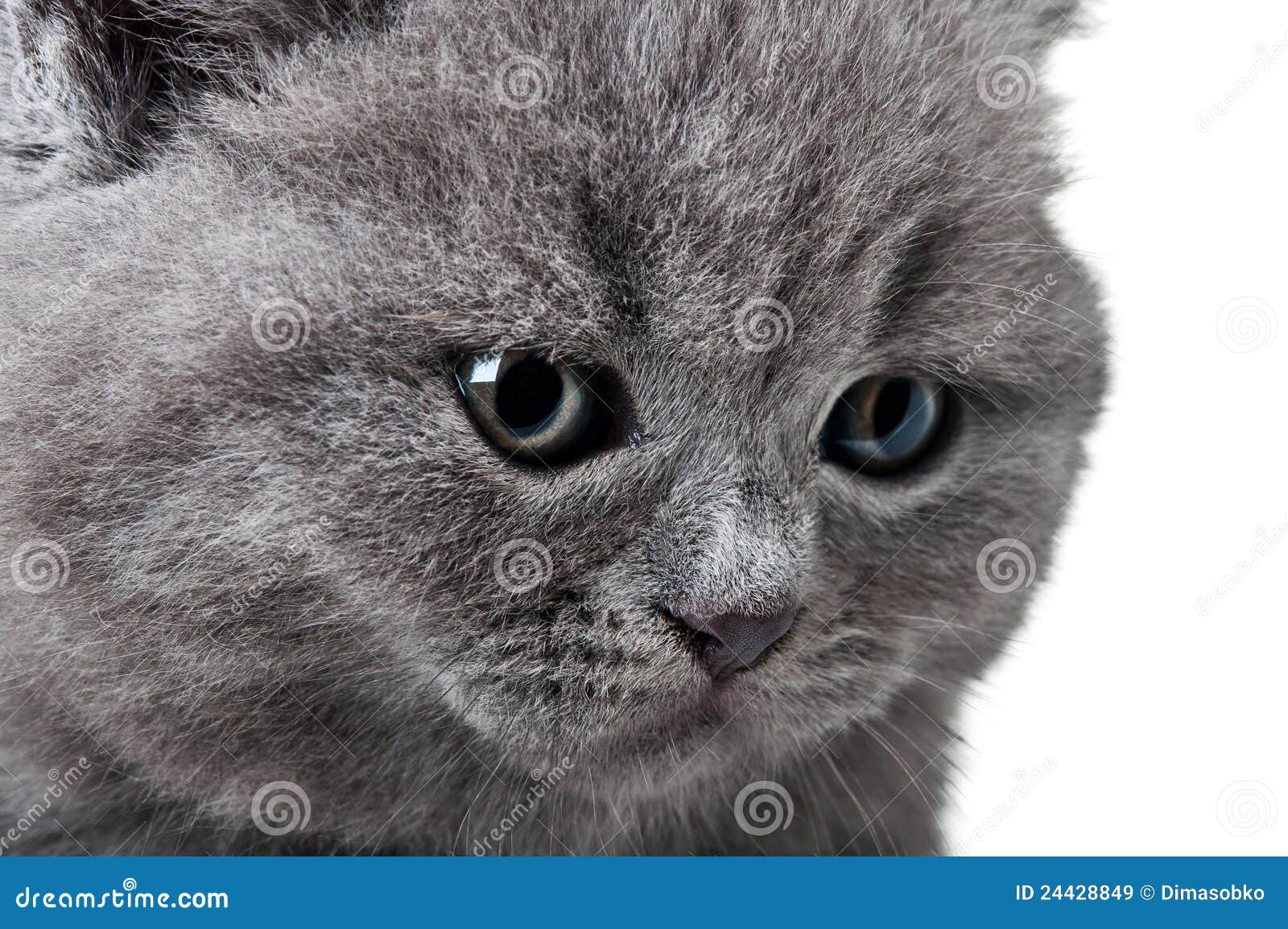 Portrait of kitten. Portrait of a beauty kitten isolated on a white background