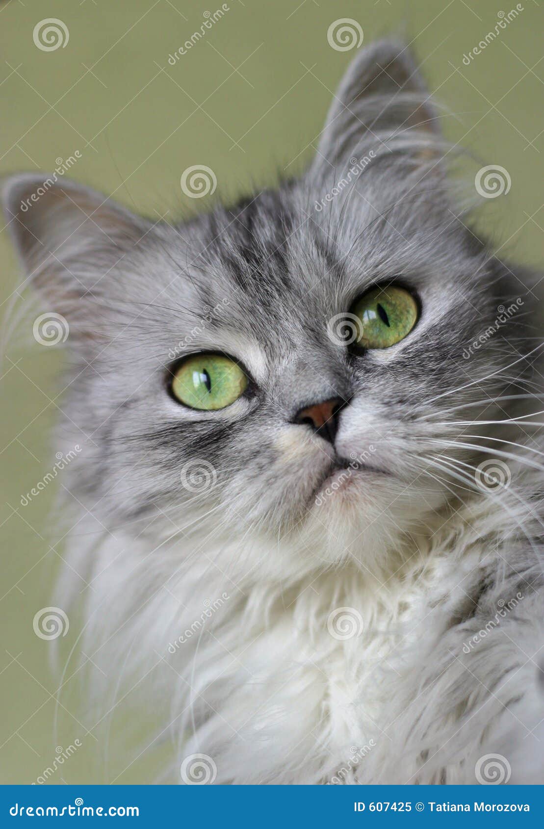 portrait of a kitten