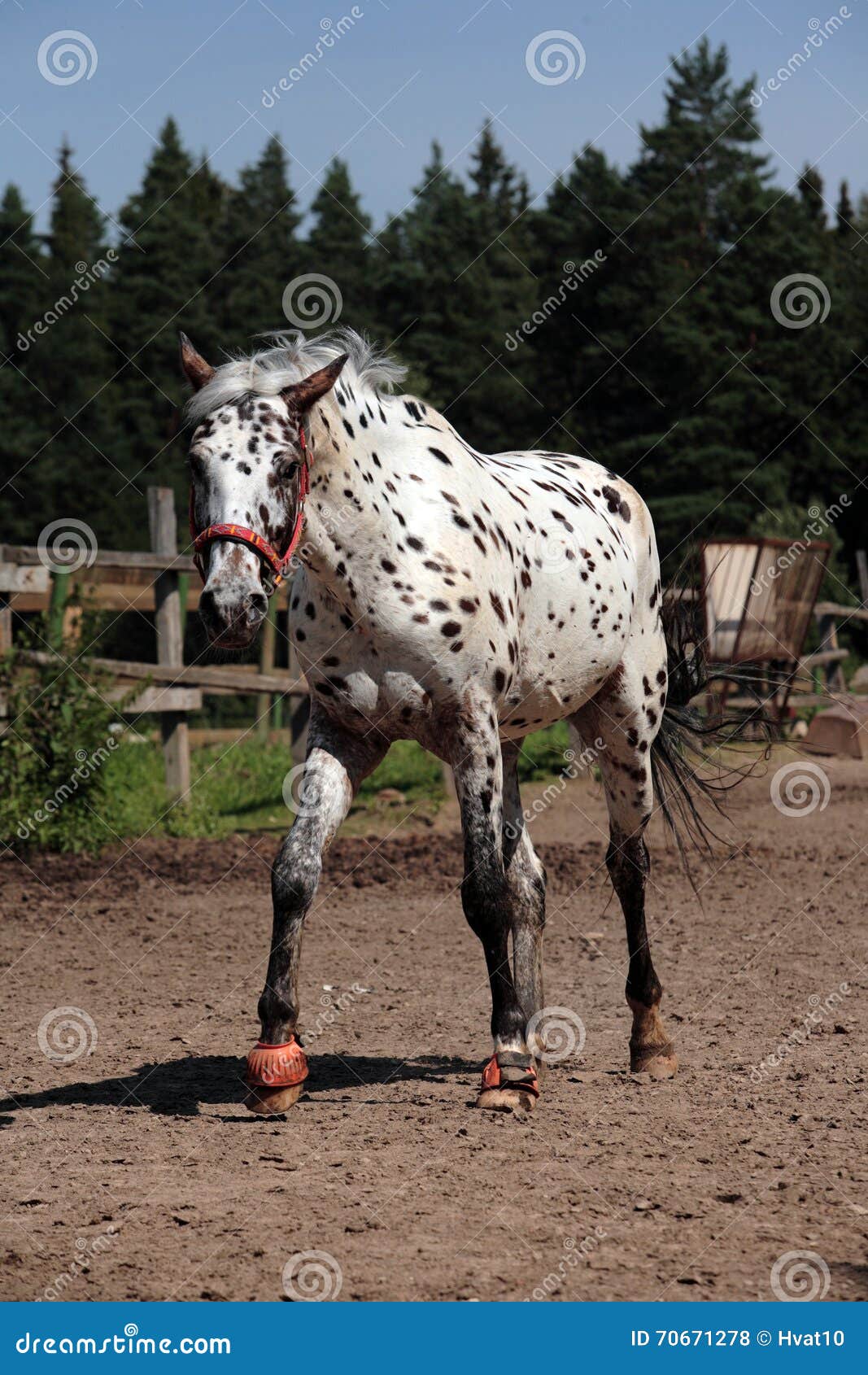 Portrait of Knabstrupper Breed Horse Stock Photo Image of mare, freak