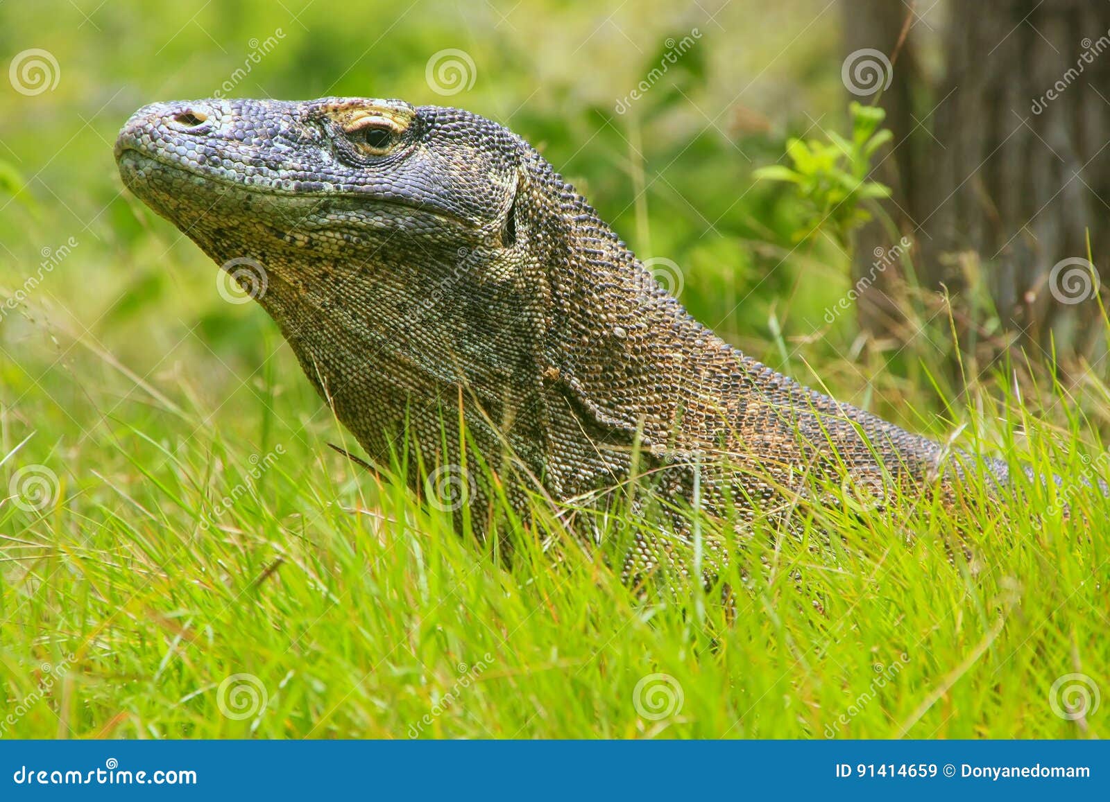 portrait of komodo dragon lying in grass on rinca island in komodo national park, nusa tenggara, indonesia