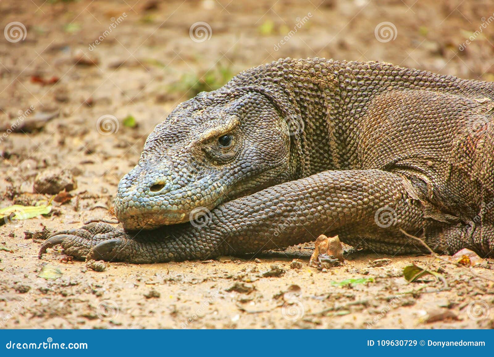 portrait of komodo dragon resting on rinca island in komodo national park, nusa tenggara, indonesia