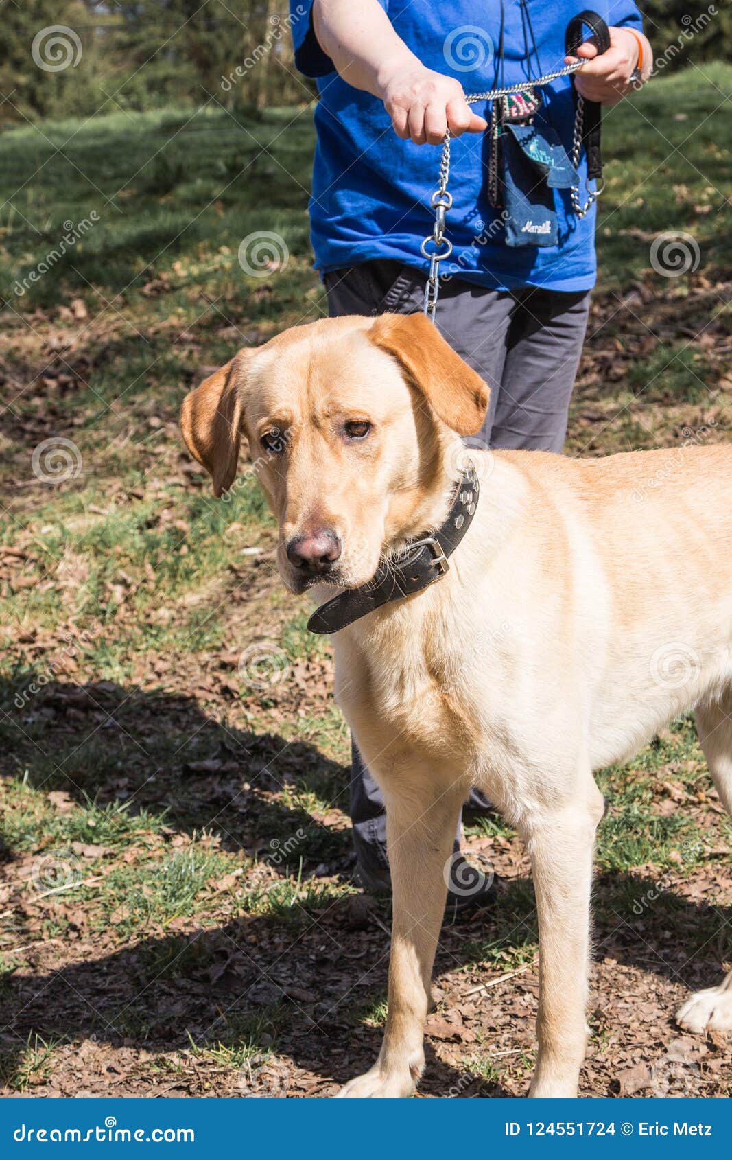 Portrait of Labrador Retrievers Dog Living in Belgium Stock Photo - Image  of masters, large: 124551724