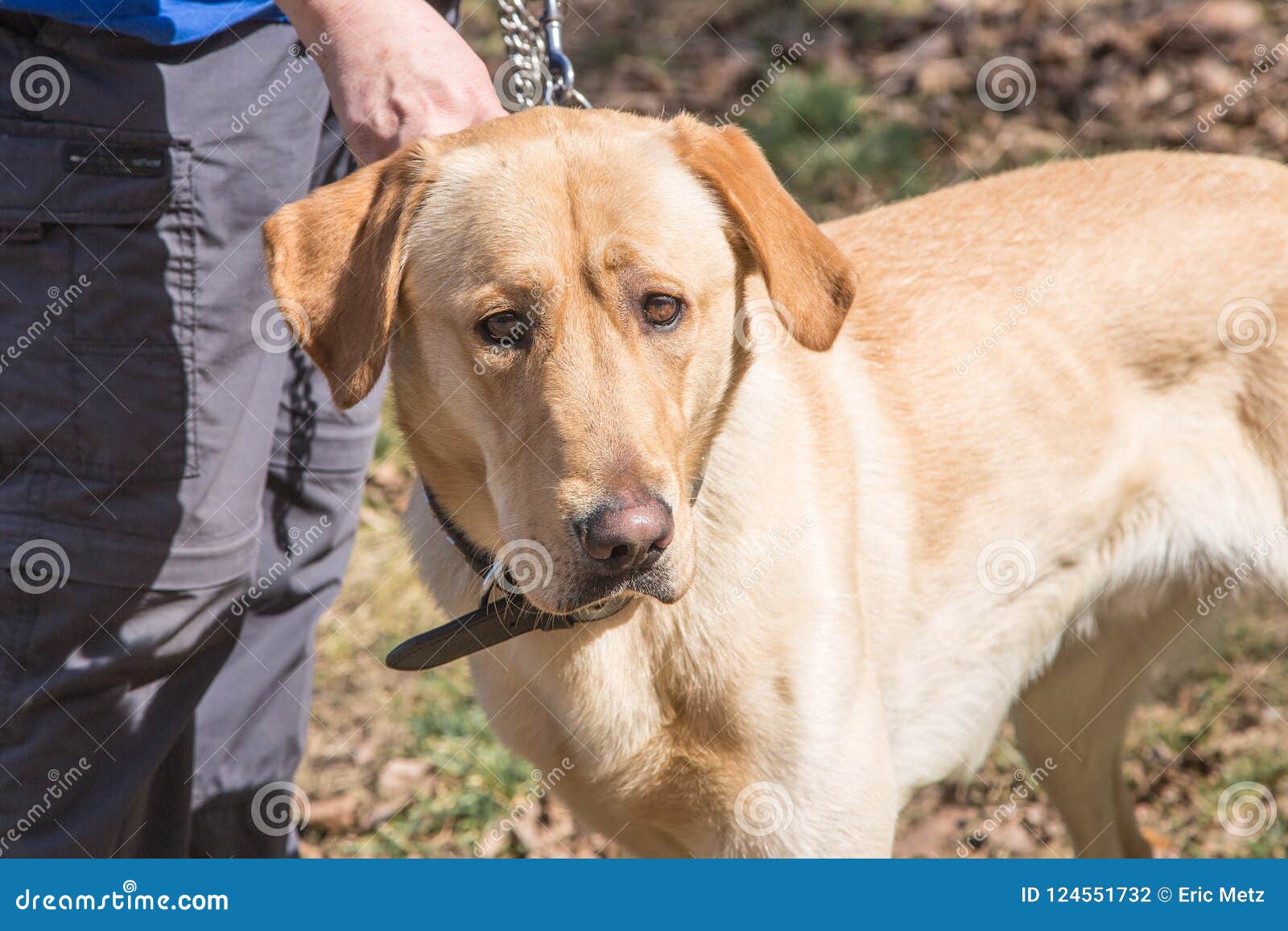 Portrait of Labrador Retrievers Dog Living in Belgium Stock Photo - Image  of outdoors, large: 124551732