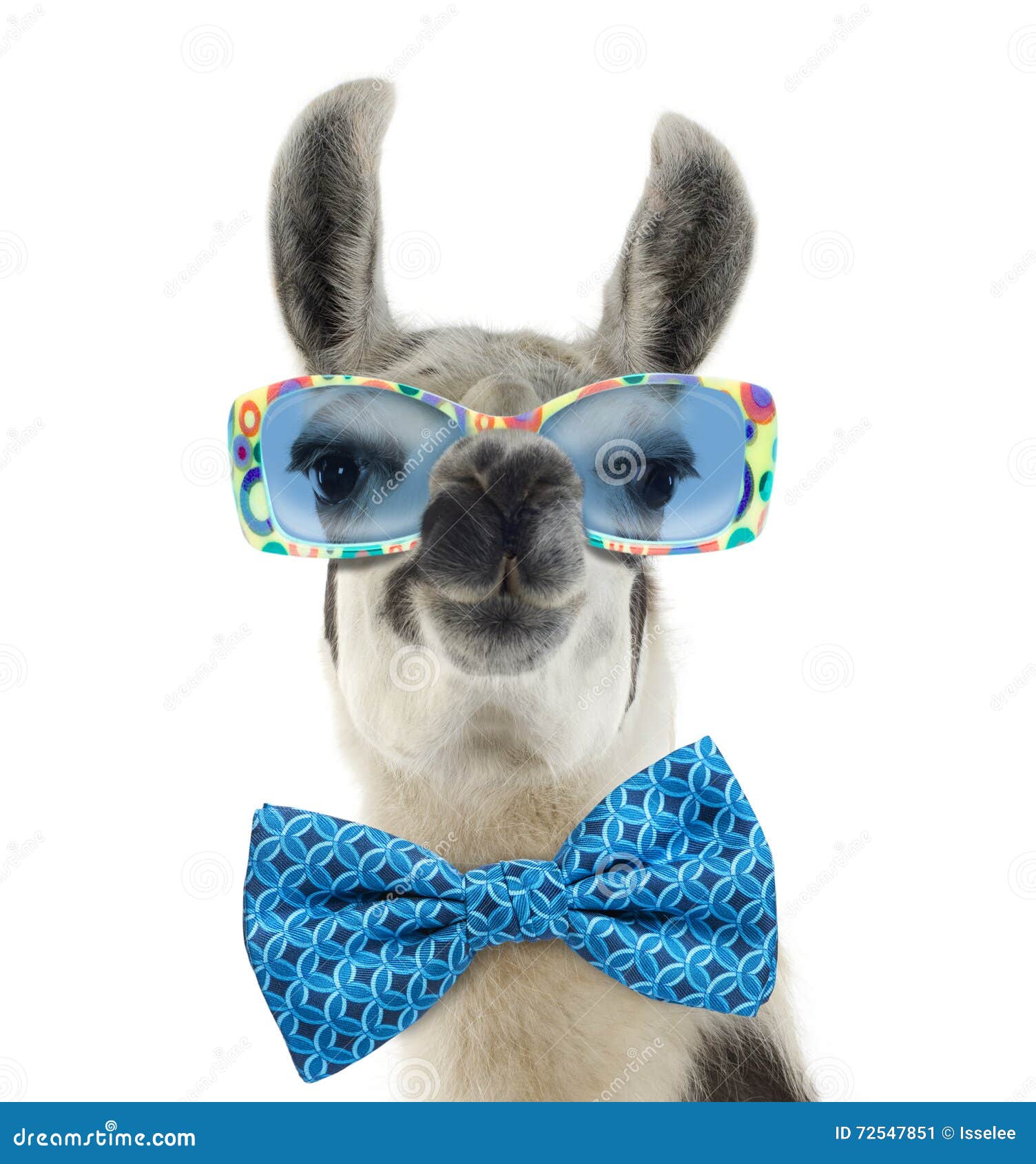 portrait of a lama - lama glama wearing sunglasses