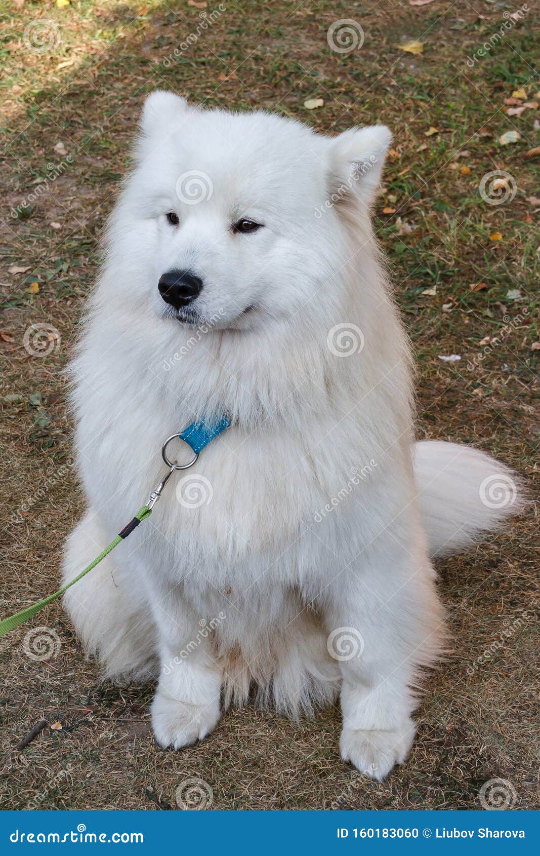 large samoyed