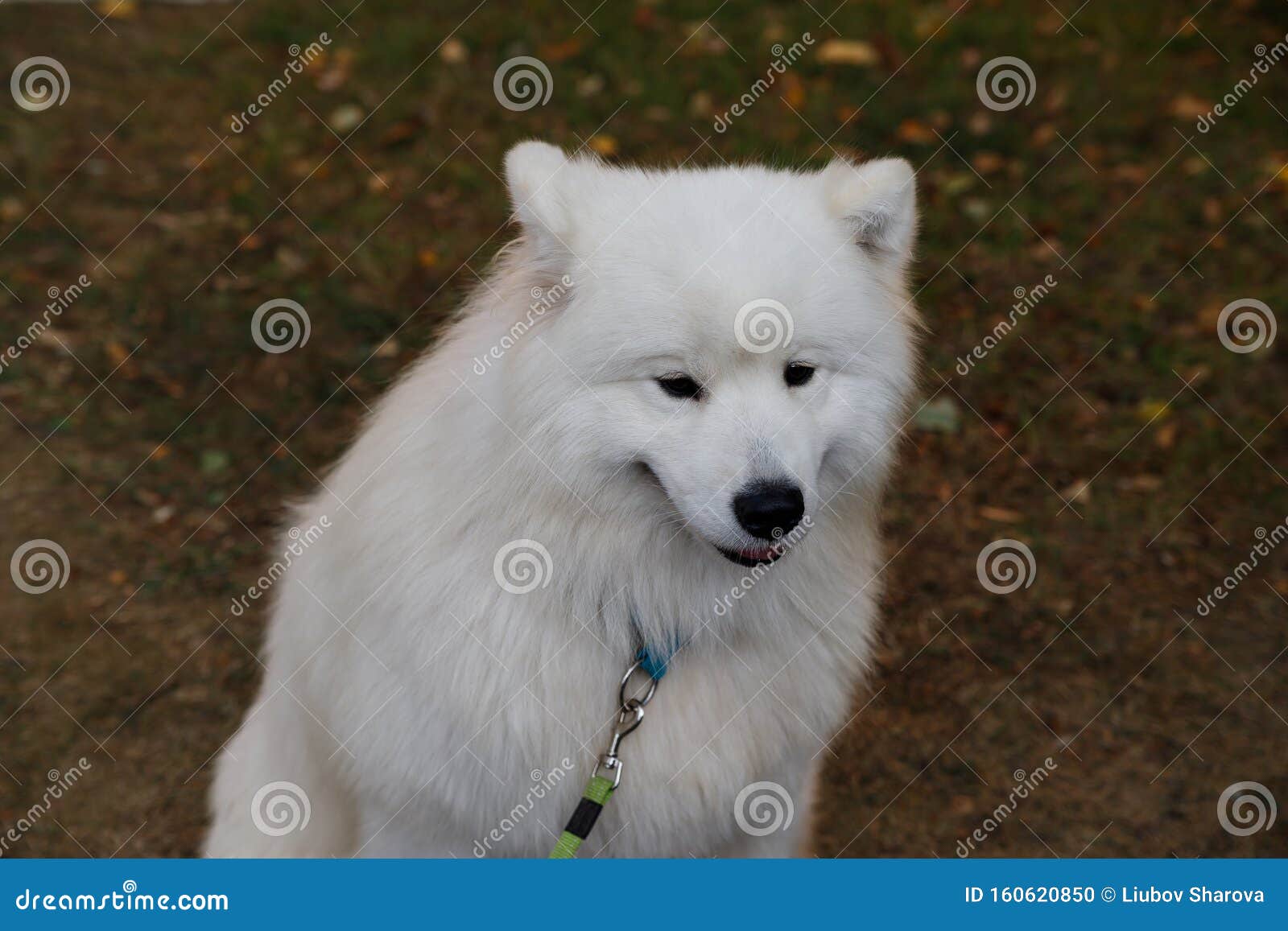 large samoyed