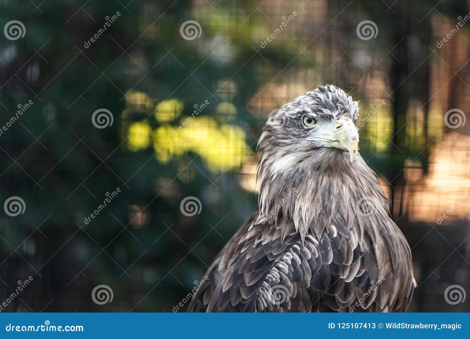 Portrait of a Large Gray Eagle, Space for Text Stock Image Image of
