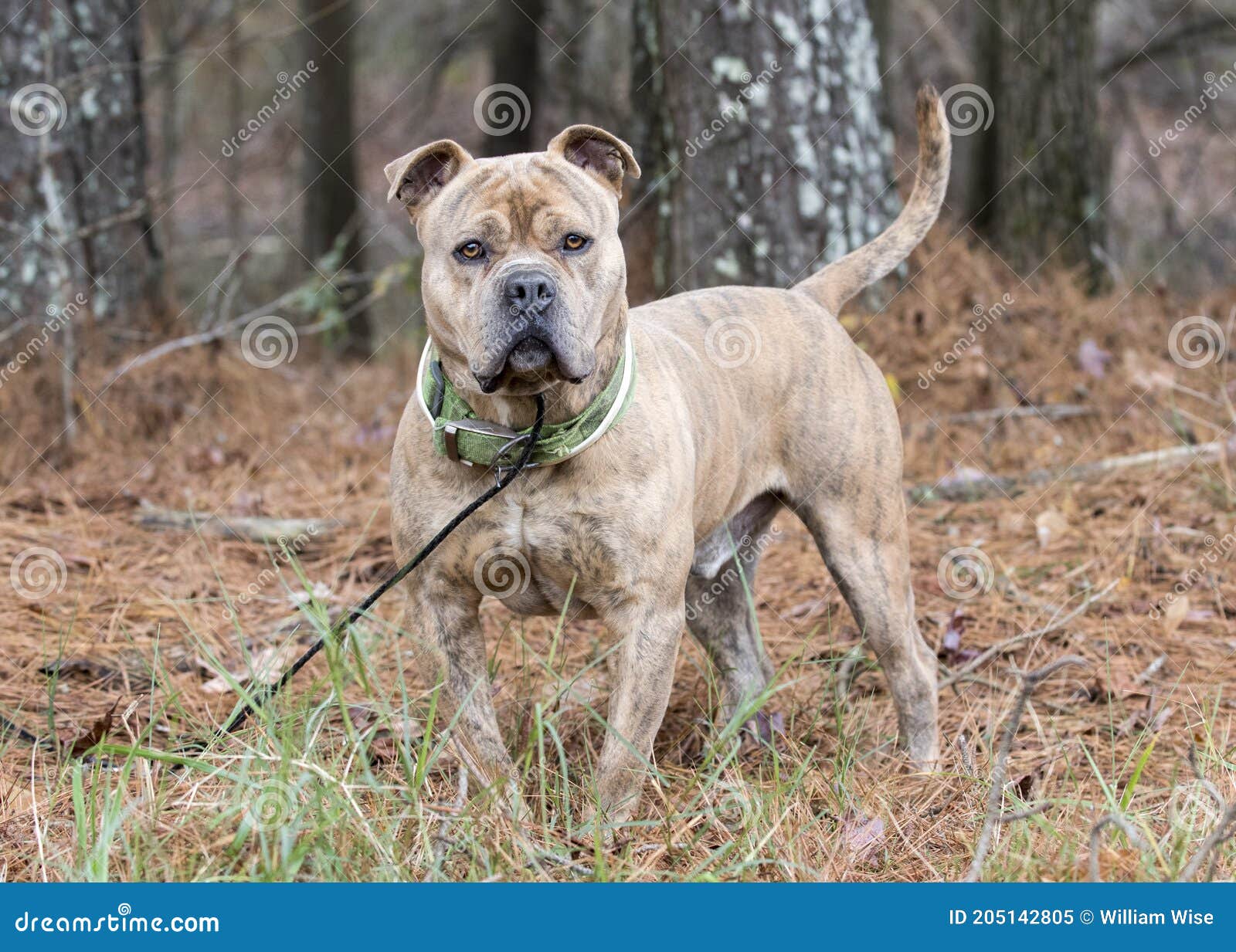 Large Bulldog Pitbull Presa Canario Mix Breed Dog with Collar Stock Image Image bulldog, flea: 205142805