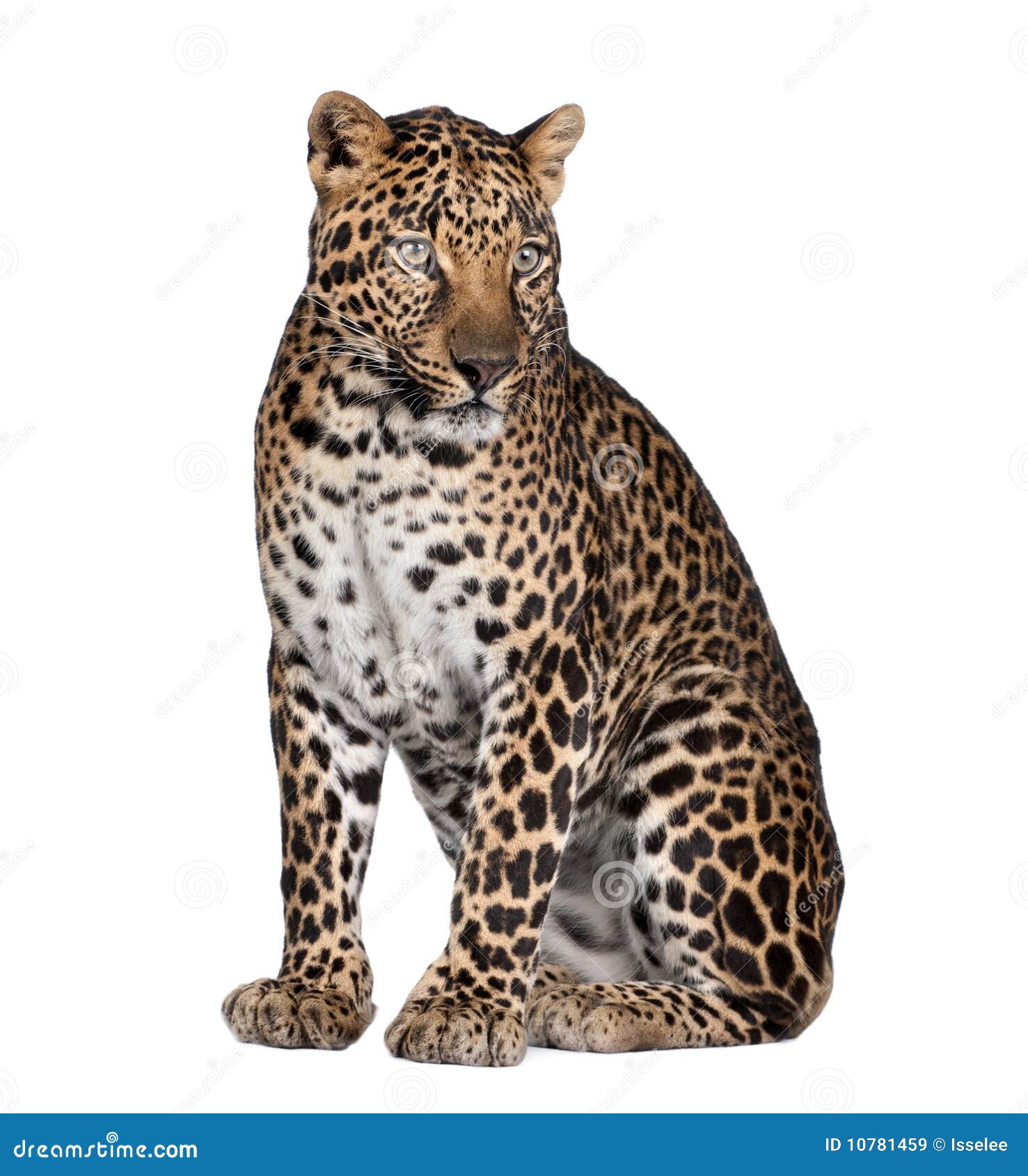 portrait of leopard, panthera pardus, sitting