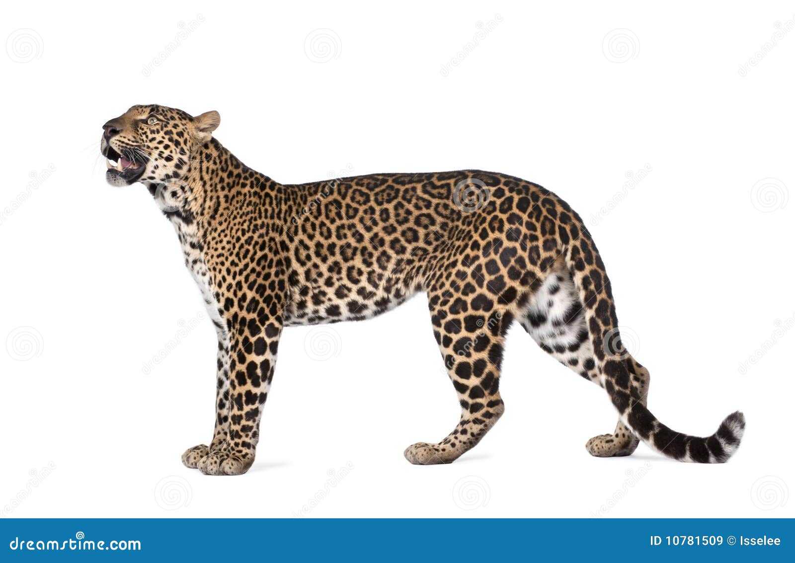 Portrait of Leopard, Panthera Pardus, Standing Stock Image - Image of cats,  leopard: 10781509