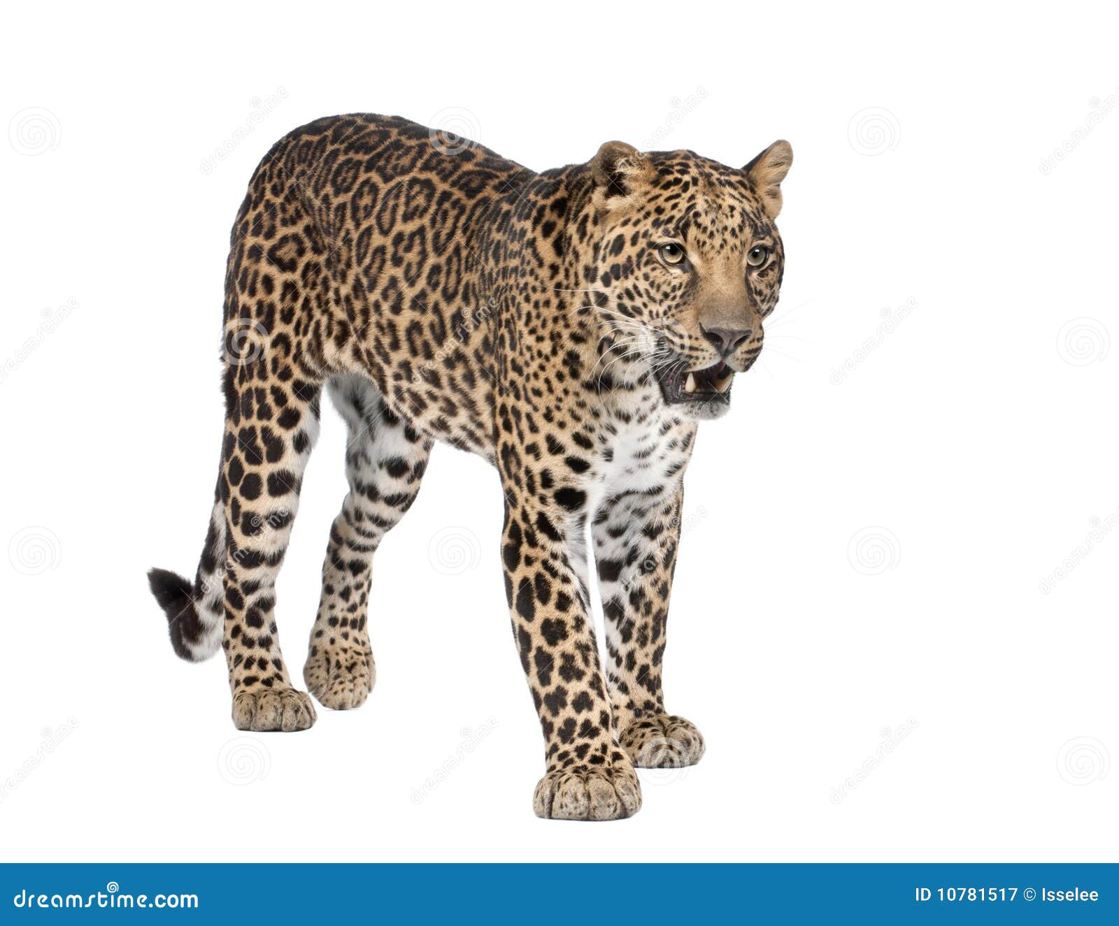 portrait of leopard, panthera pardus, standing