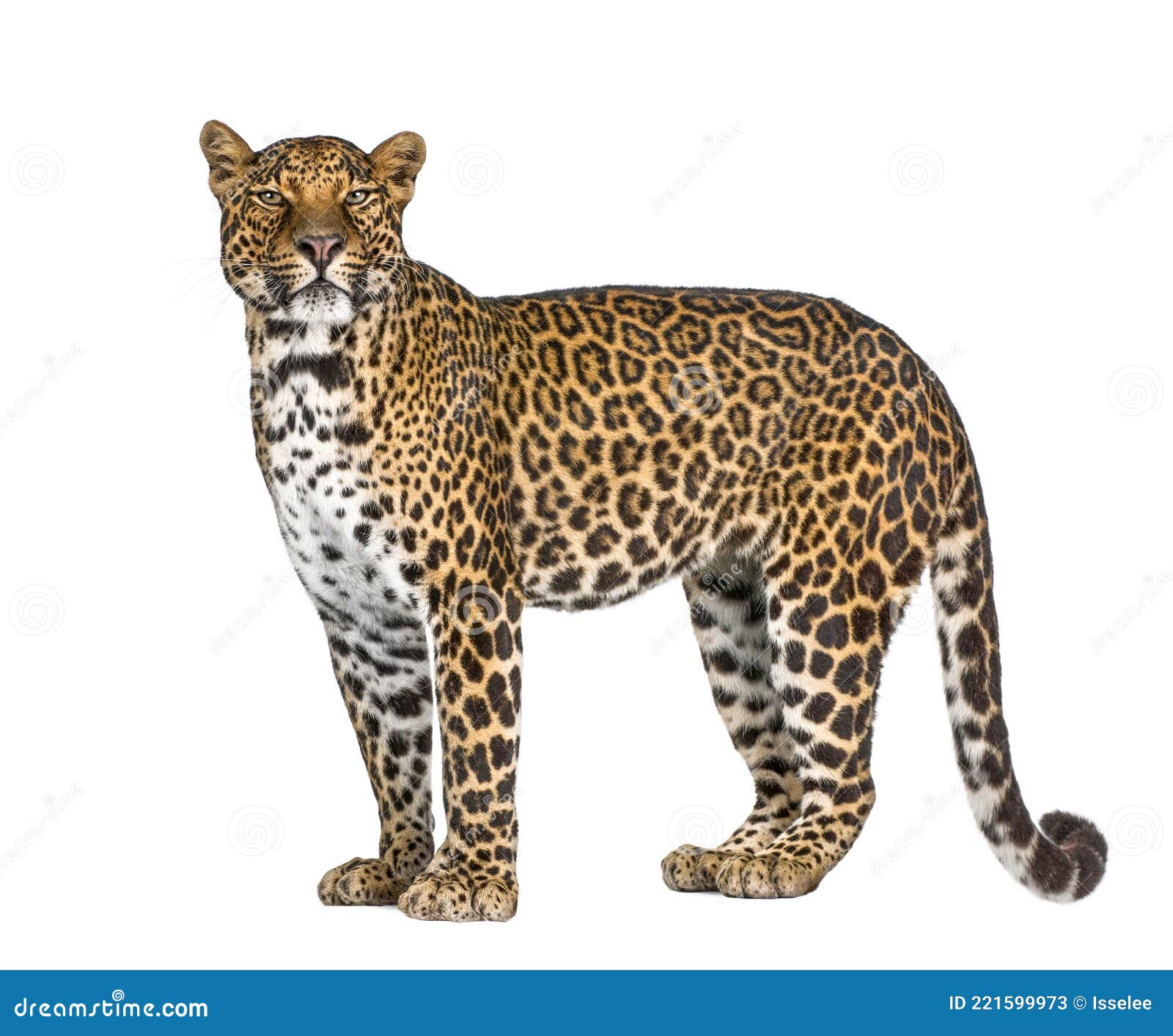 portrait of leopard, panthera pardus, standing, remasterized