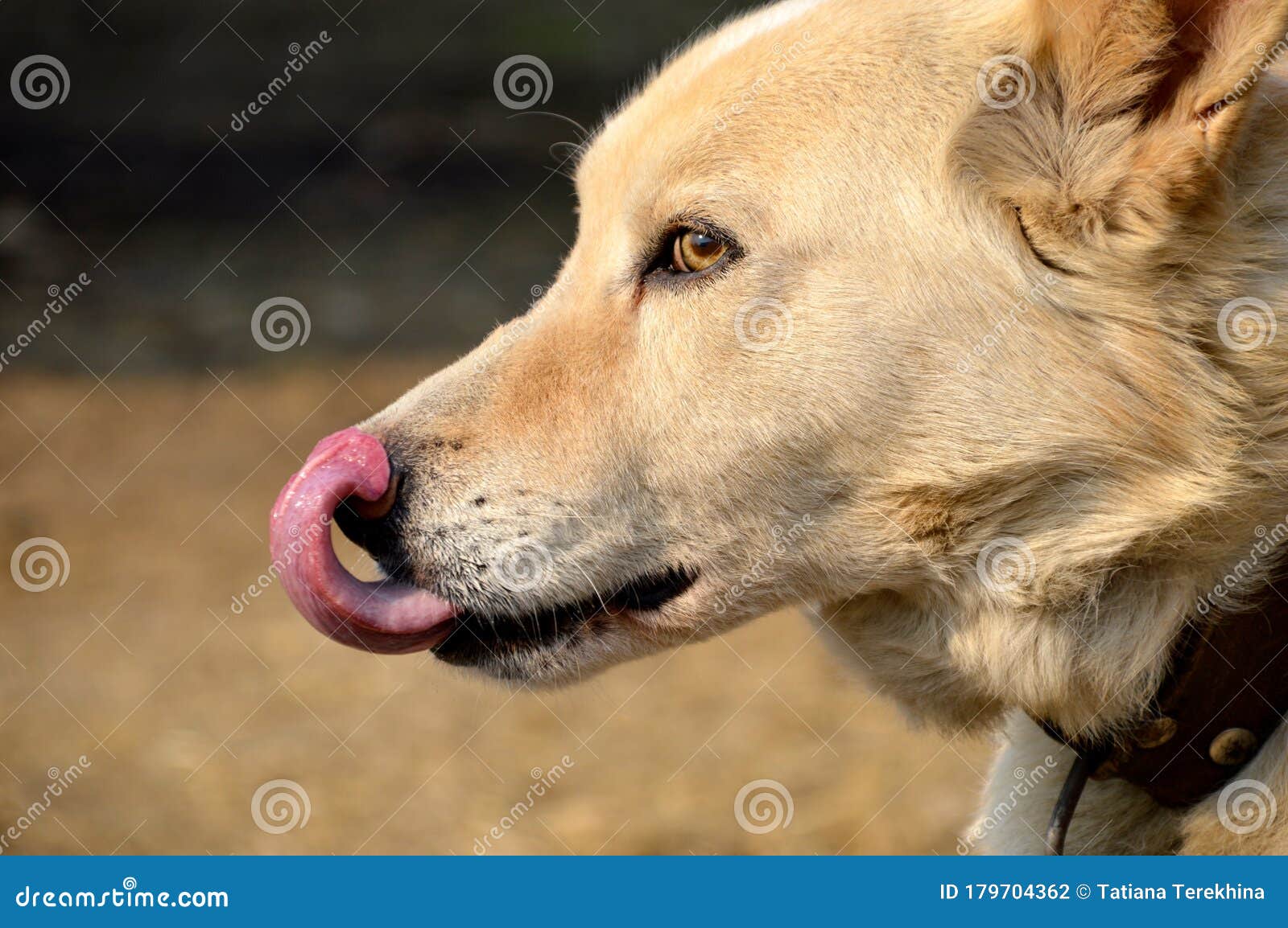 119 Dog Lick Side View Stock Photos Free & RoyaltyFree Stock Photos
