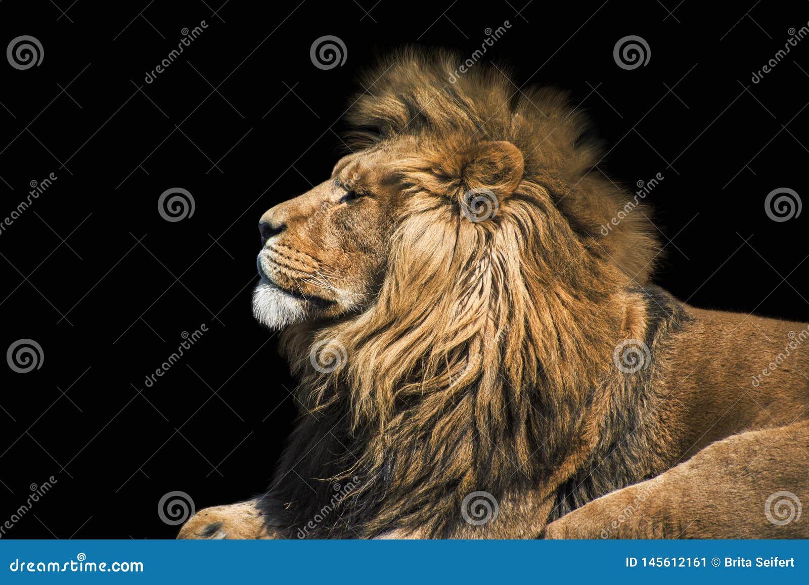 portrait lion on the black. detail face lion. hight quality portrait lion. portrait from animal