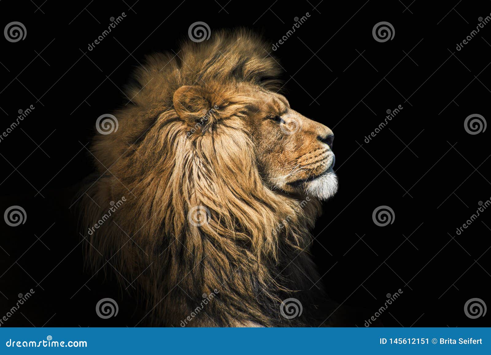 Portrait Lion on the Black. Detail Face Lion. Hight Quality ...