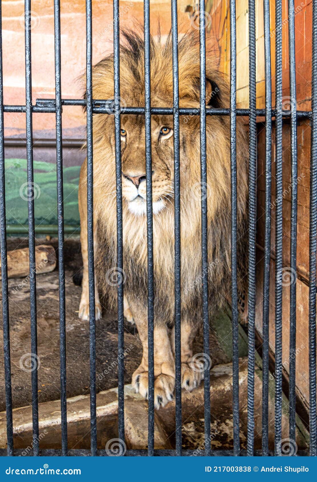 Portrait of a Lion in a Cage at the Zoo. Stock Photo - Image of captivity,  head: 217003838
