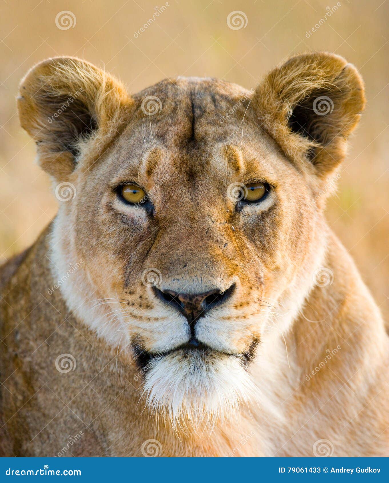 portrait of a lioness. close-up. kenya. tanzania. maasai mara. serengeti.