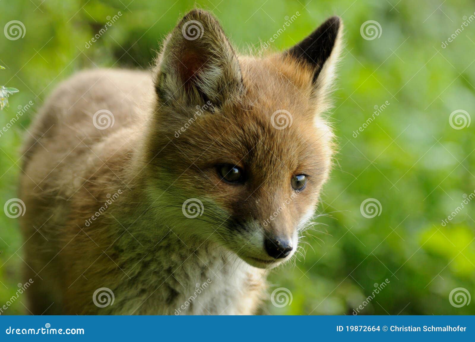 Portrait of an Little Fox stock photo. Image of mammal 19872664