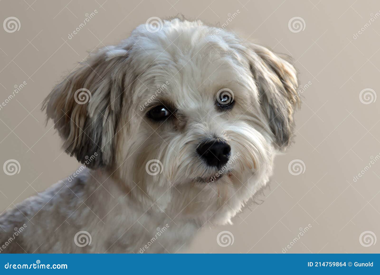 Attentive and Curious Looking Small Havanese Dog Stock Photo - Image of  crop, pets: 214759864