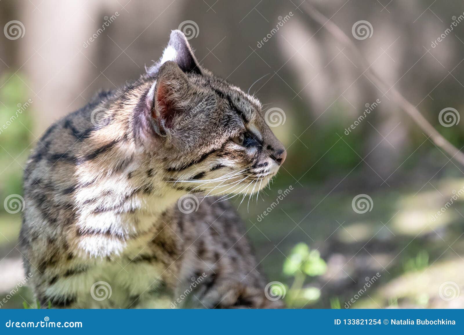 portrait of little spotted cat oncilla
