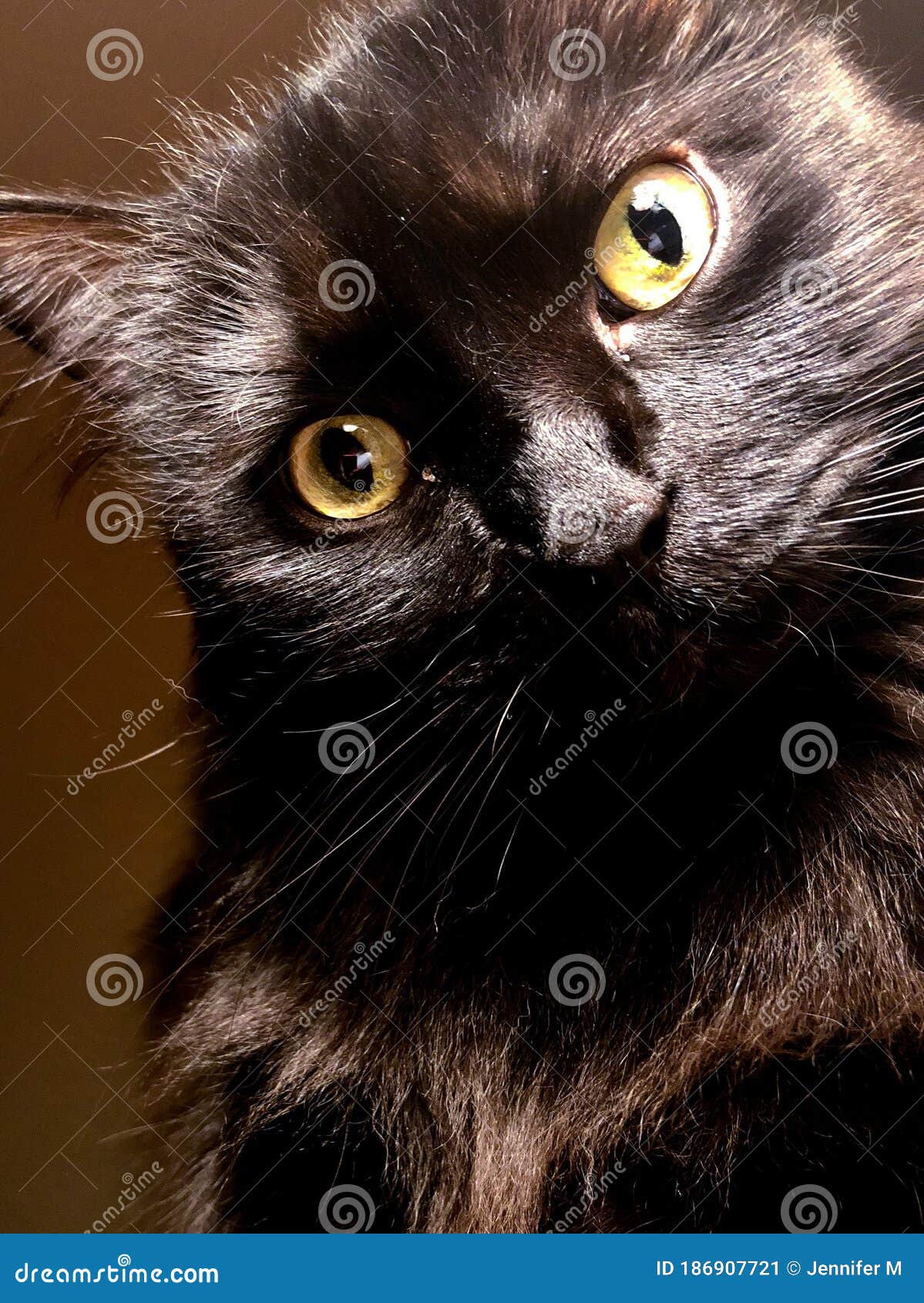 Black cat stock image. Image of view, long, creature 186907721