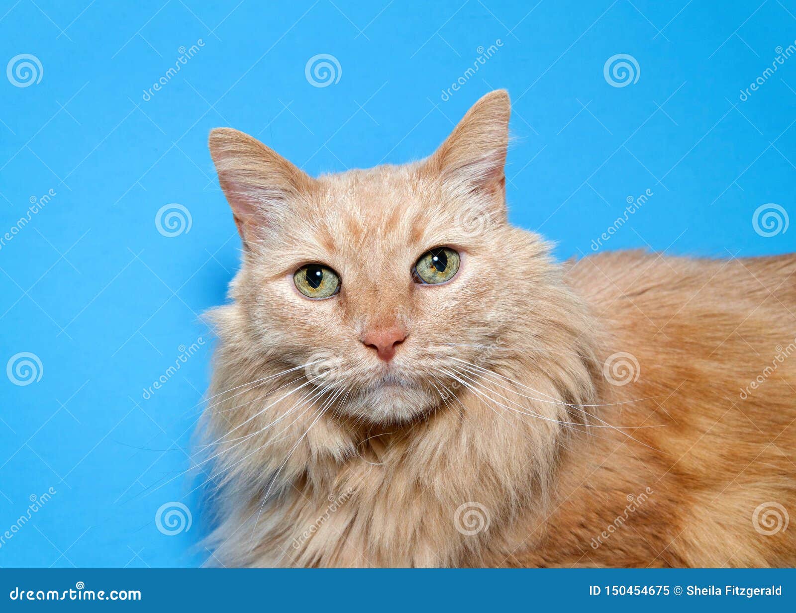 Portrait Of A Long Haired Orange Tabby Cat On Blue Stock Image Image Of Tabby Domestic