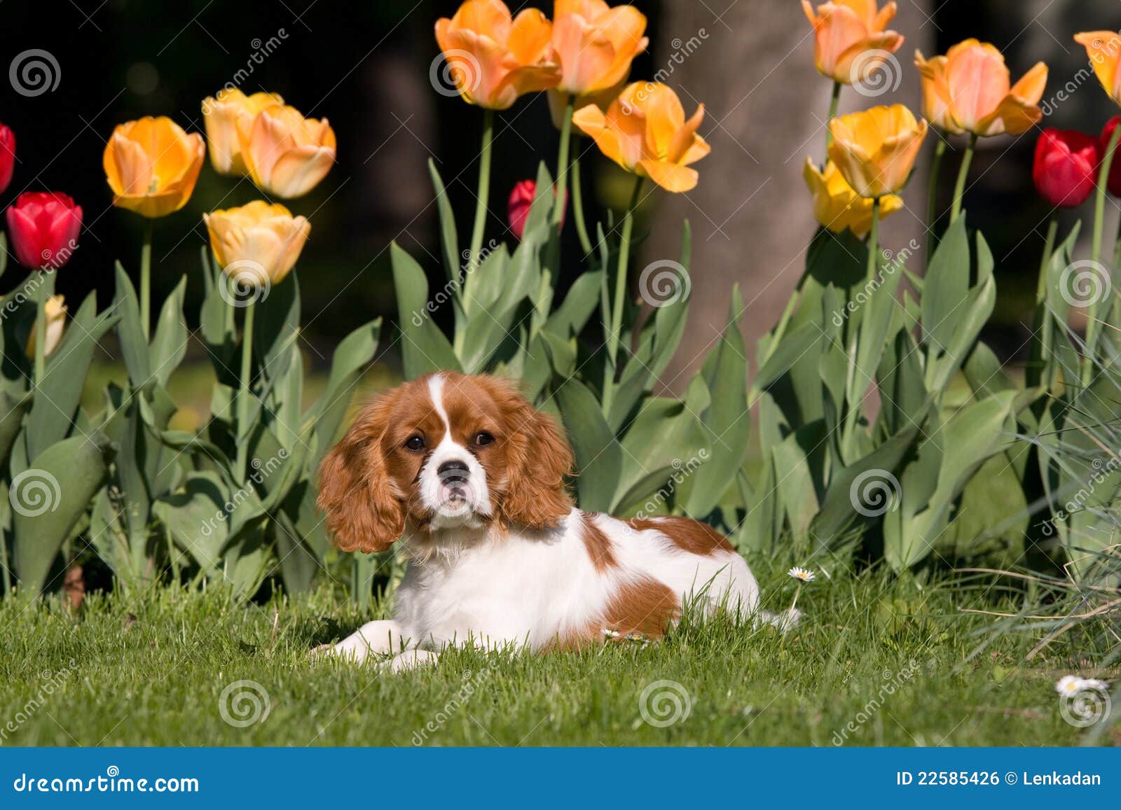 Portrait of Lovely Cavalier King Charles Spaniel Stock Photo Image of