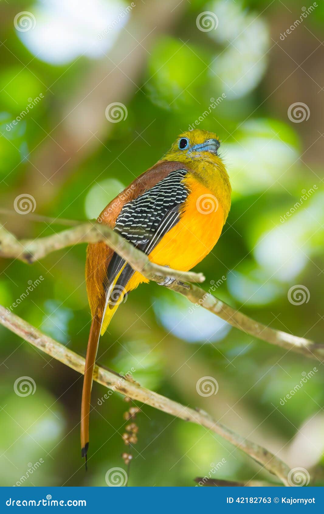 portrait lovely of orange-breasted trogon