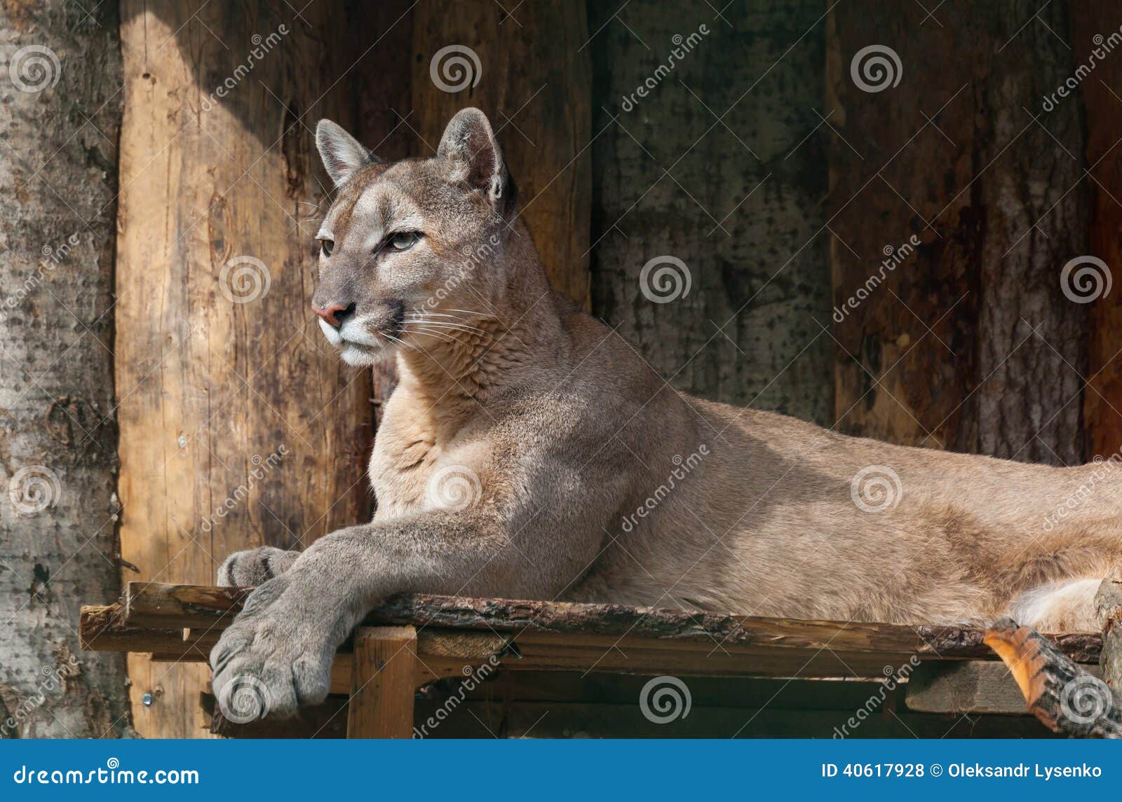 Portrait of lying puma stock photo. Image of creature 40617928