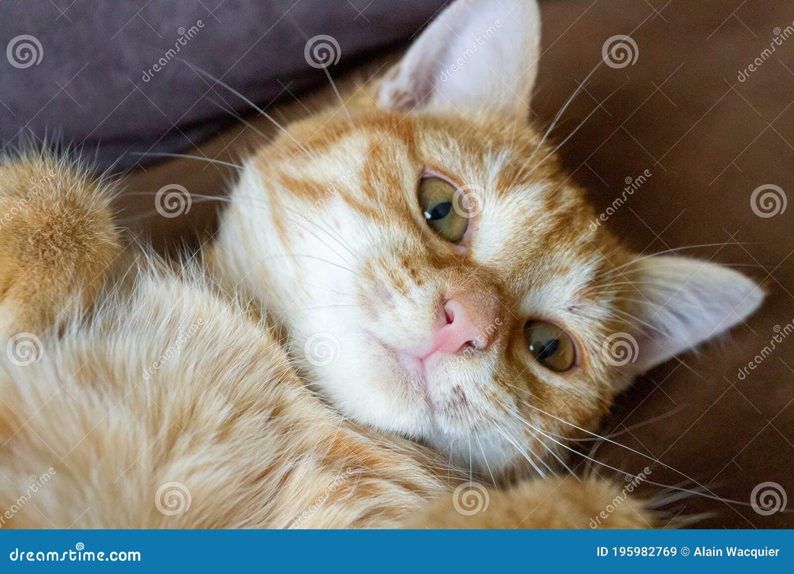 Portrait redhaired cat stock image. Image of mammal 195982769