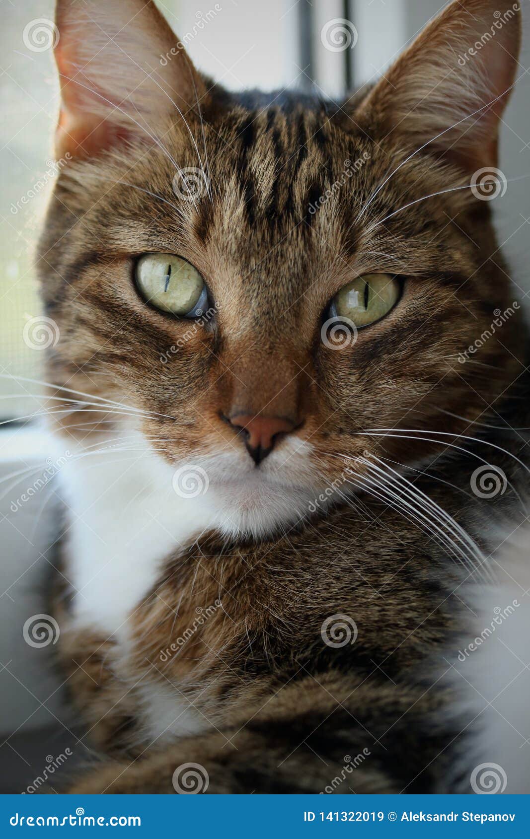 Portrait of a Mackerel Tabby Cat on the Windowsill Stock Image Image