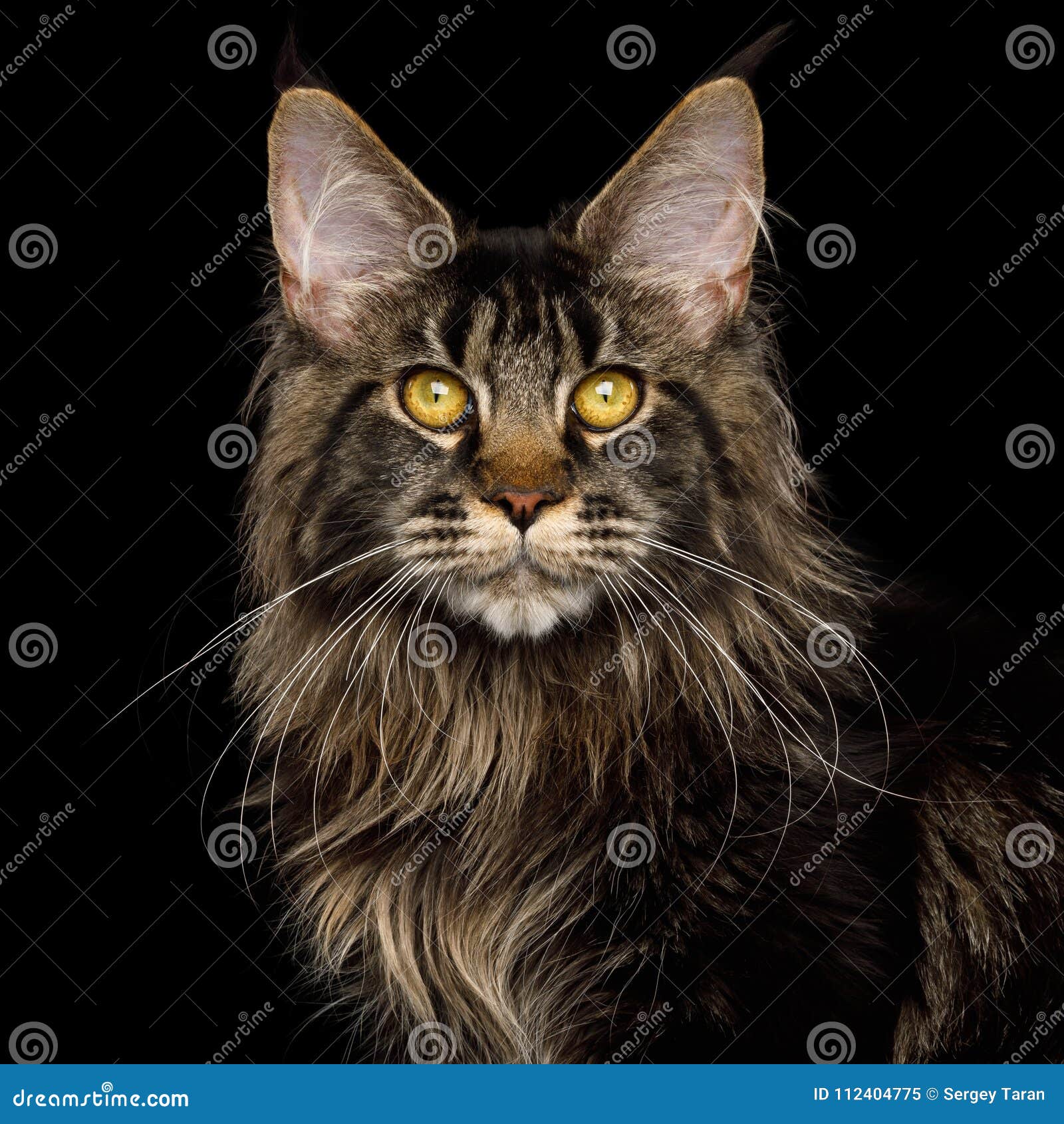 Huge Maine Coon Cat Isolated On Black Background Stock Image Image Of Face Feline 112404775